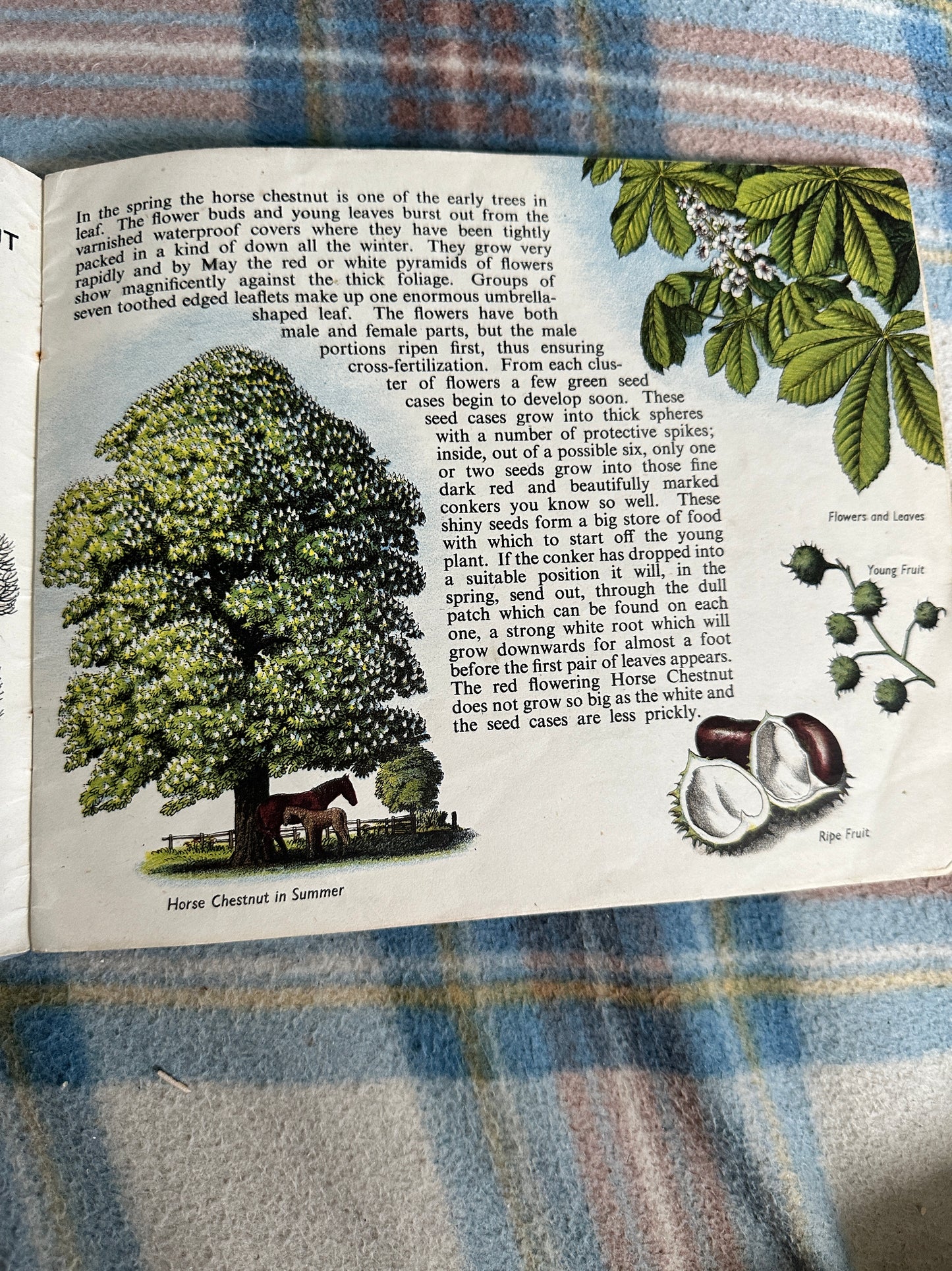 1940’s Trees In Britain(Puffin Picture Book No31) S. R. Badmin