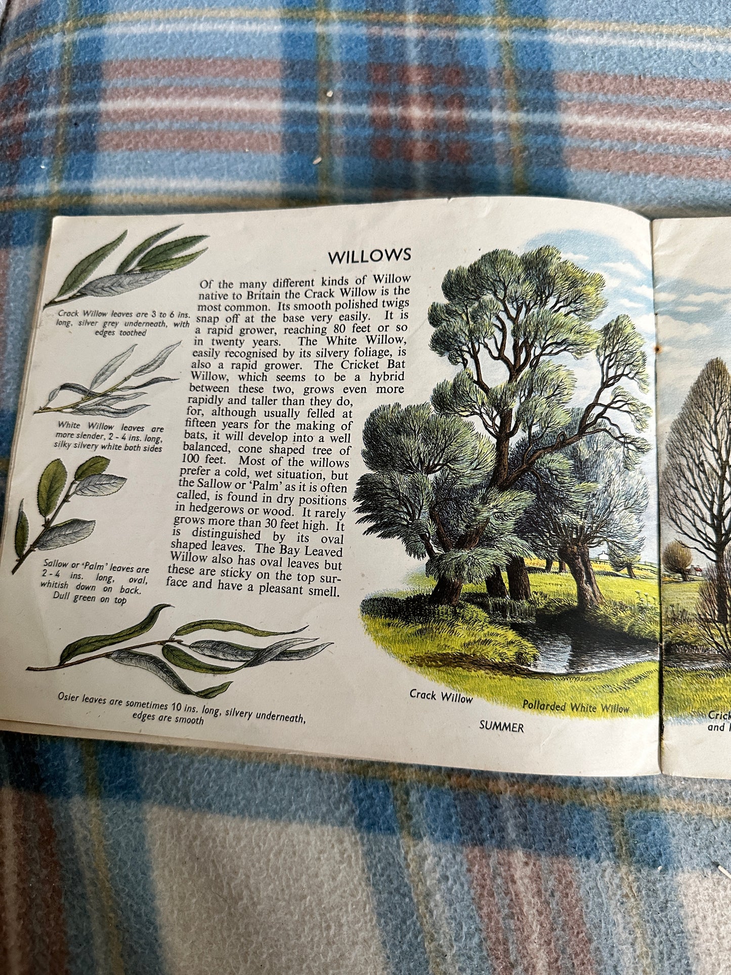 1940’s Trees In Britain(Puffin Picture Book No31) S. R. Badmin