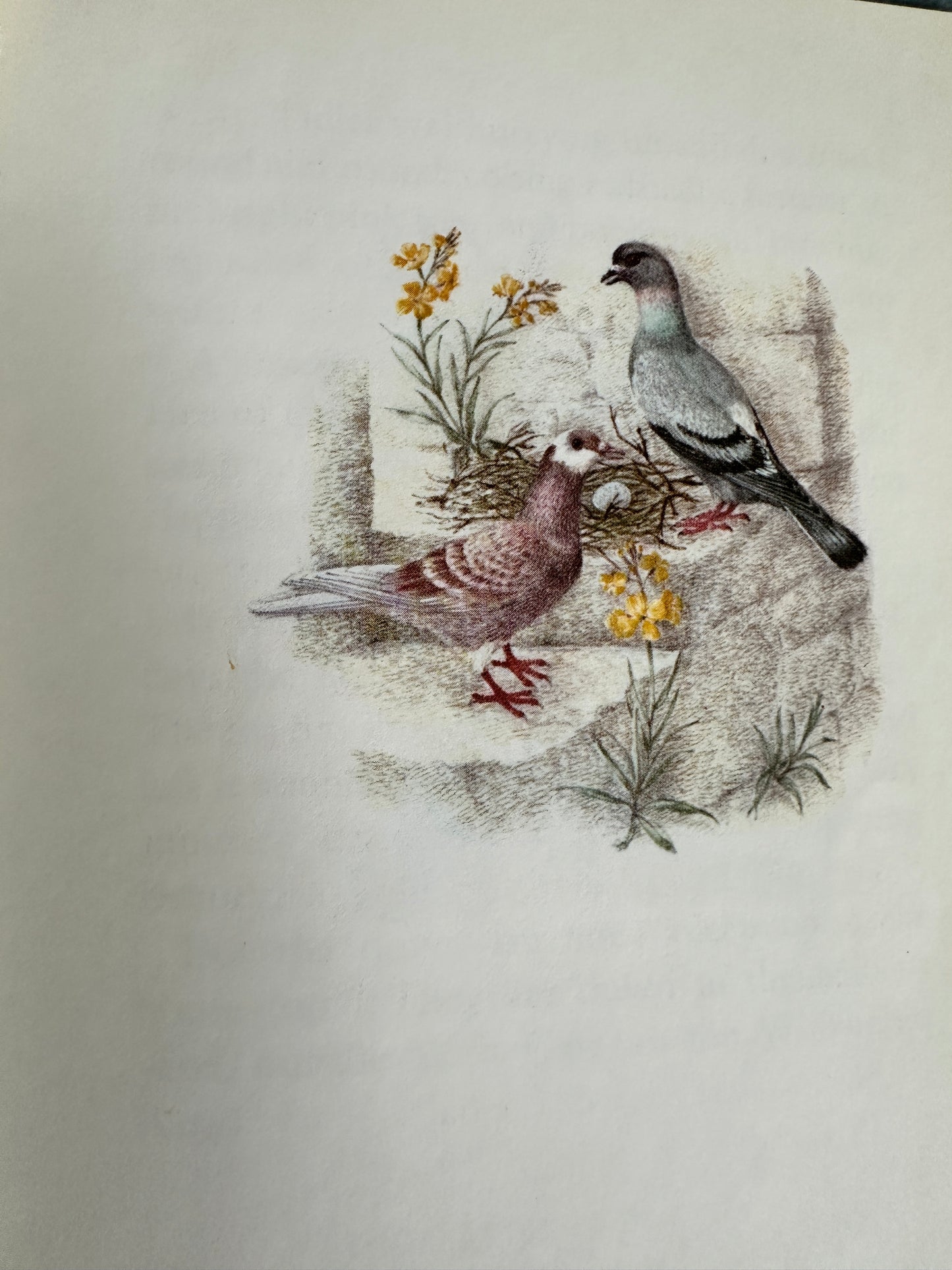 1983 The Tale Of The Faithful Dove - Beatrix Potter(Marie Angel Illust) Frederick Warne & Co Ltd)
