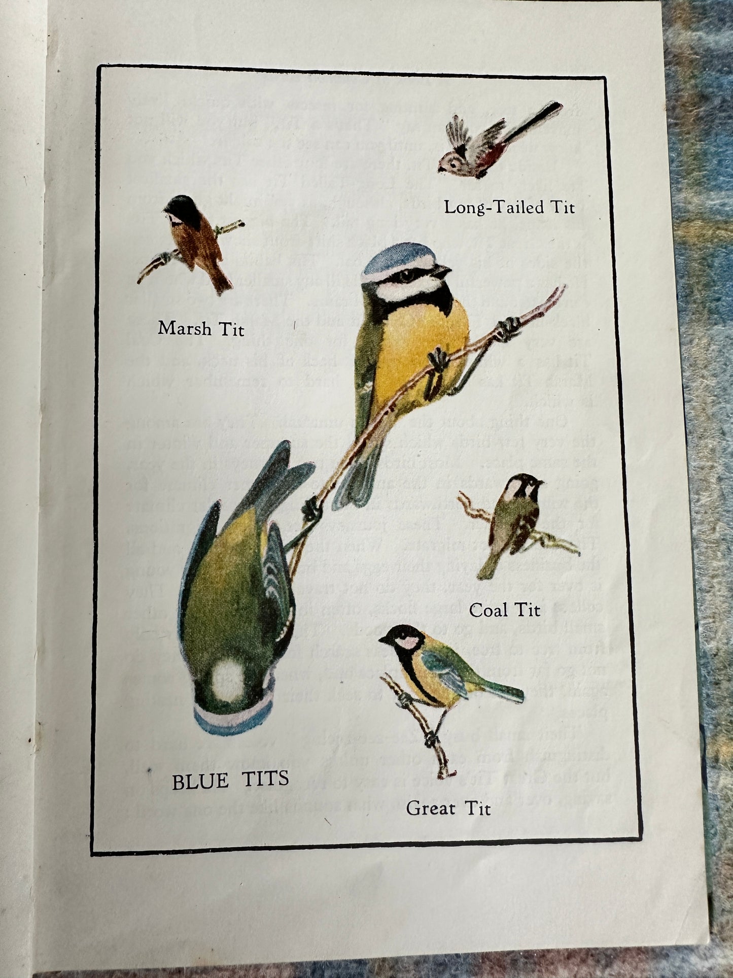 1940*1st* A Book Of Common Birds - Edmund Sandars (Chameleon Books) Oxford University Press