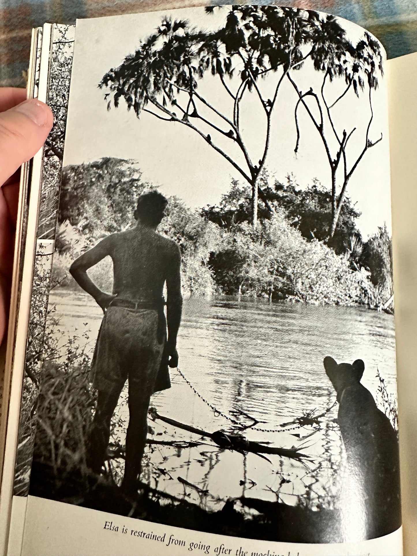 1960 Born Free(A Lioness of Two Worlds) - Joy Adamson(Collins/Harvill)