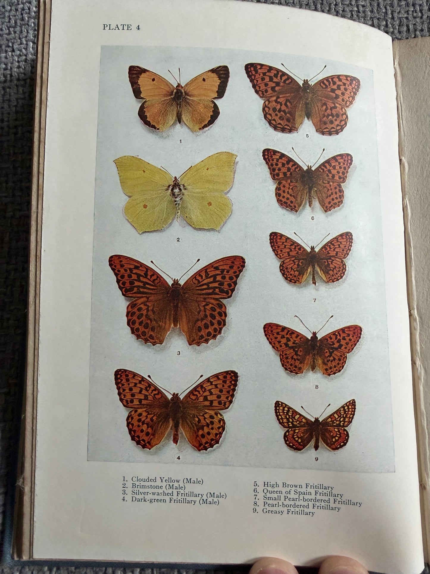 1941 British Butterflies - A. M. Stewart (A&C Black Ltd)