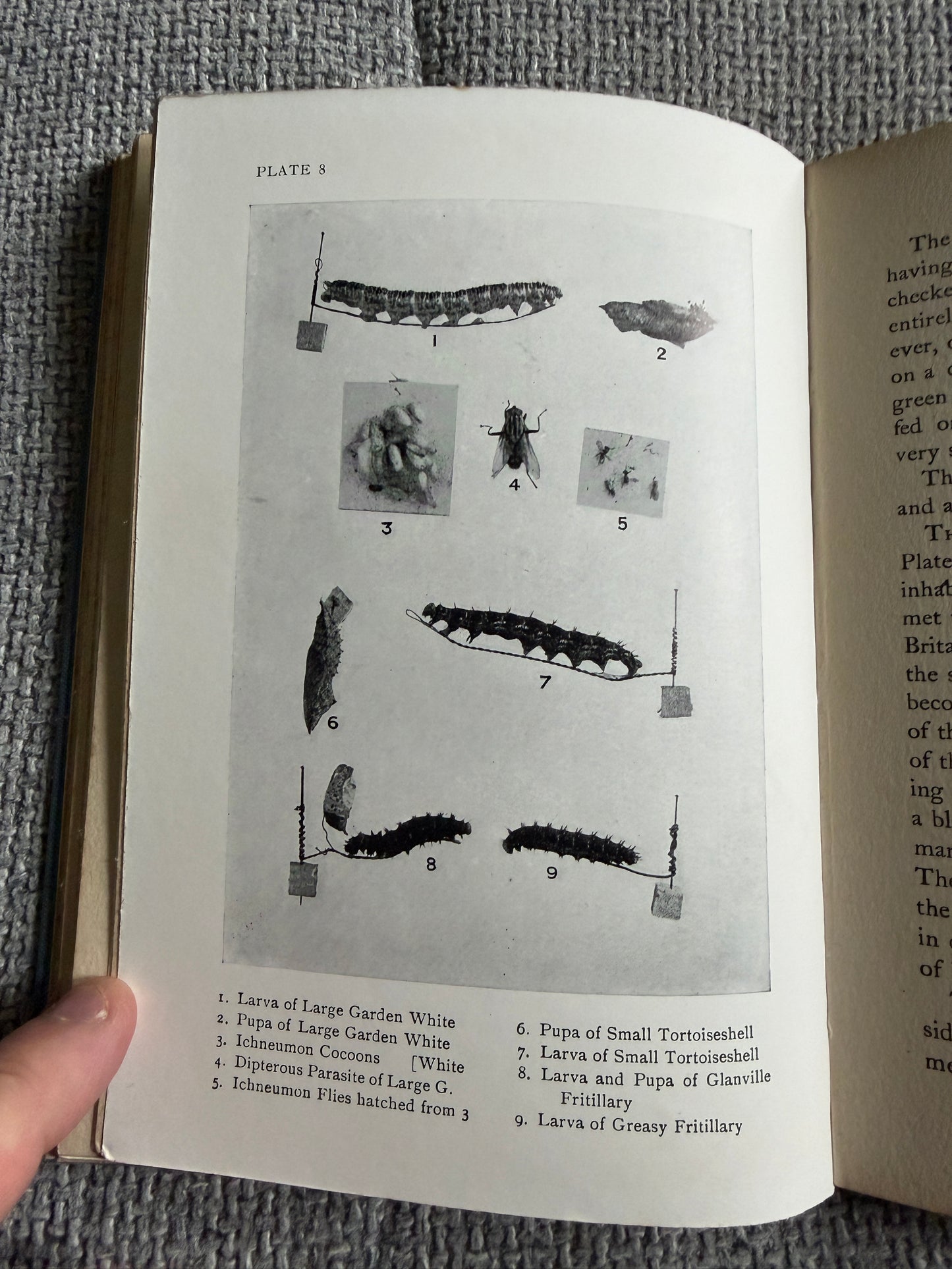1941 British Butterflies - A. M. Stewart (A&C Black Ltd)
