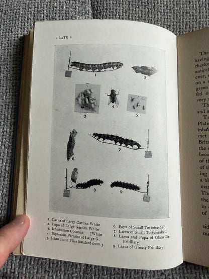 1941 British Butterflies - A. M. Stewart (A&C Black Ltd)