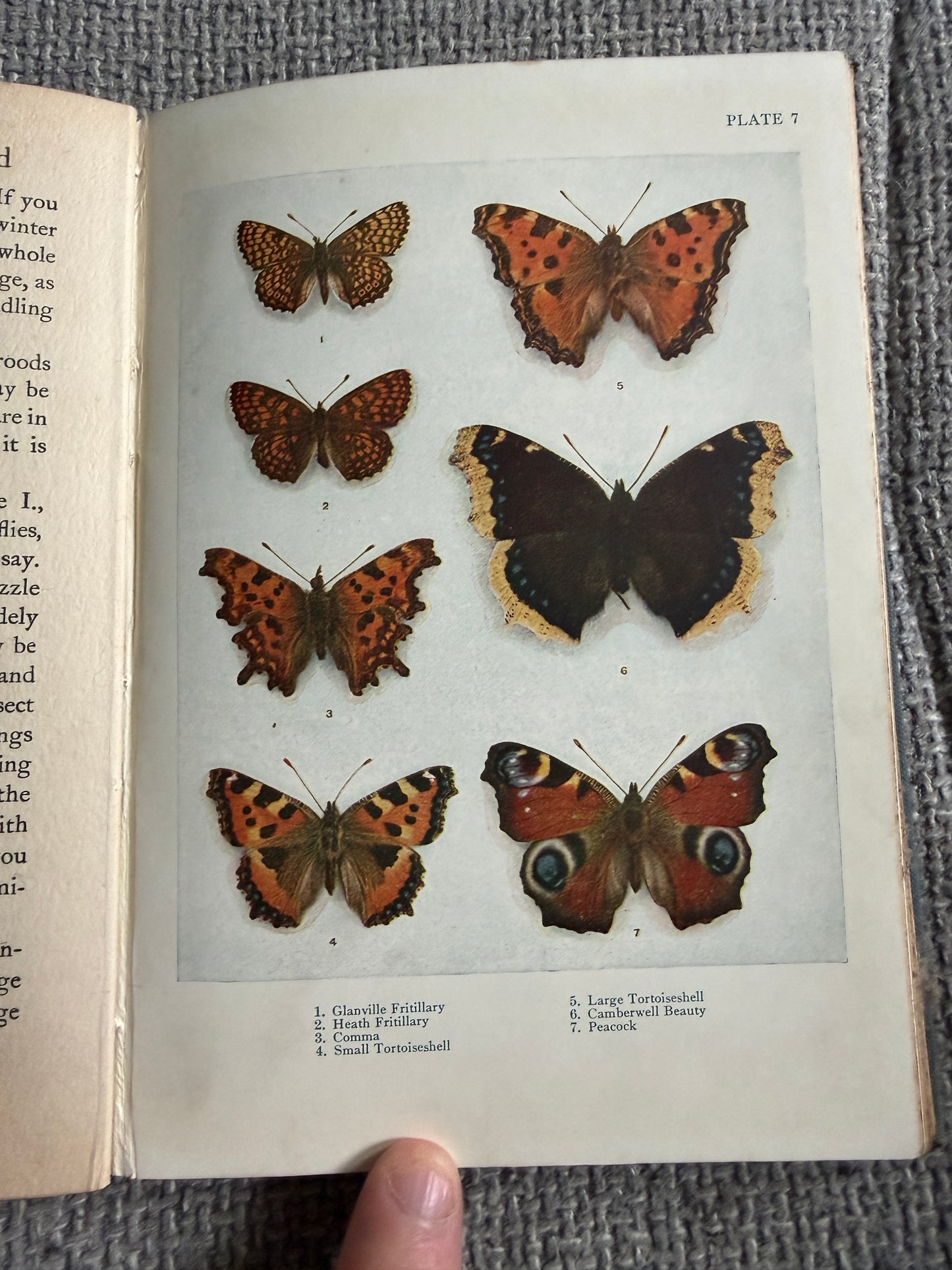 1941 British Butterflies - A. M. Stewart (A&C Black Ltd)