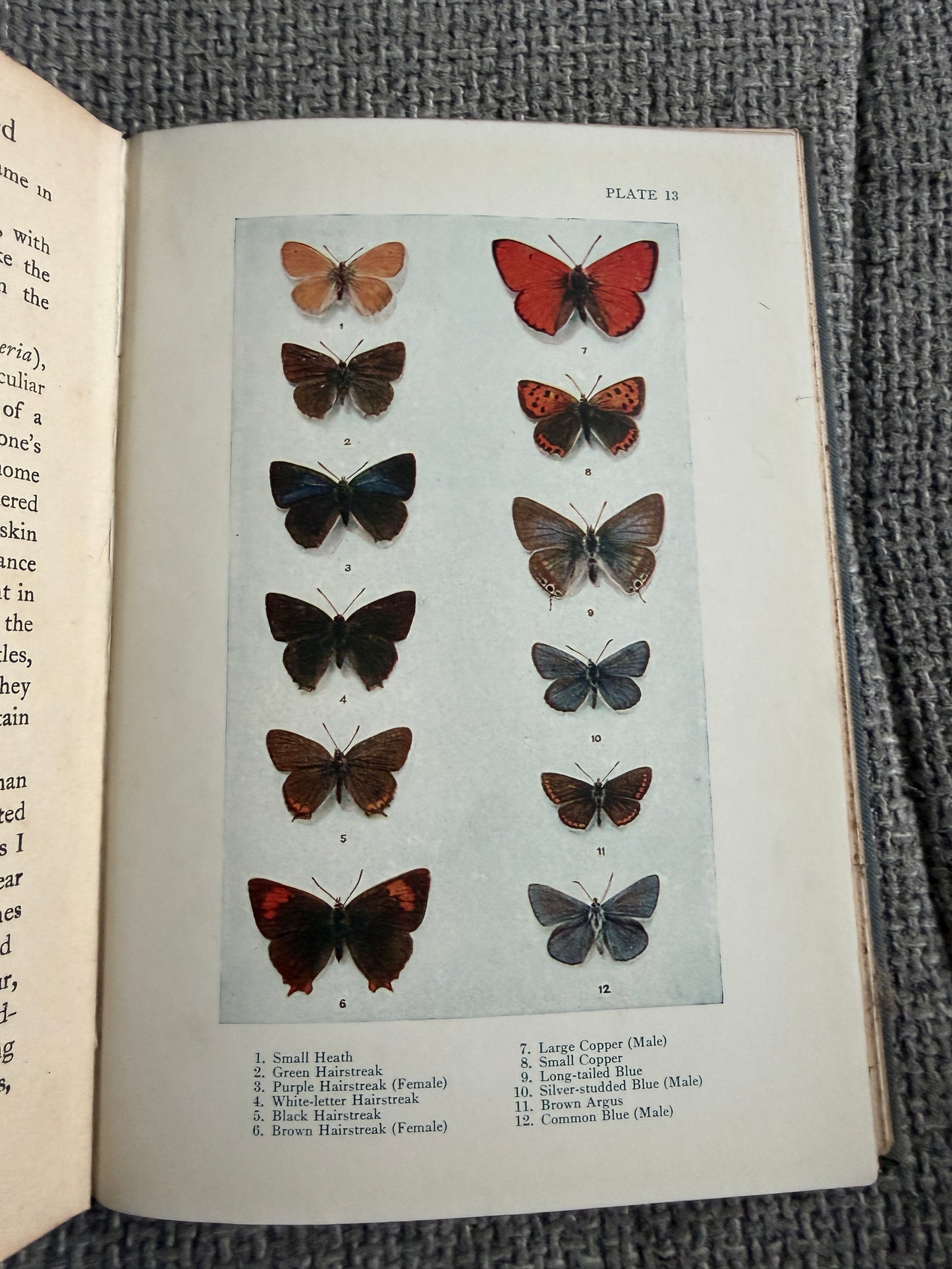 1941 British Butterflies - A. M. Stewart (A&C Black Ltd)