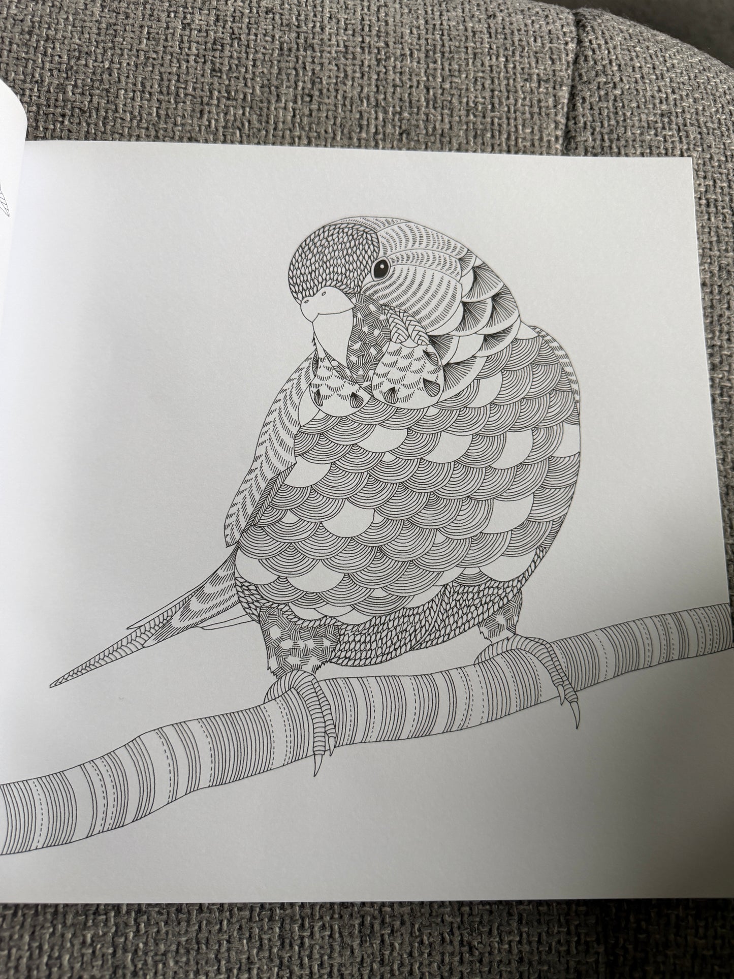 2014 Millie Marotta’s Animal Kingdom A Colouring Book Adventure (As new) Batsford
