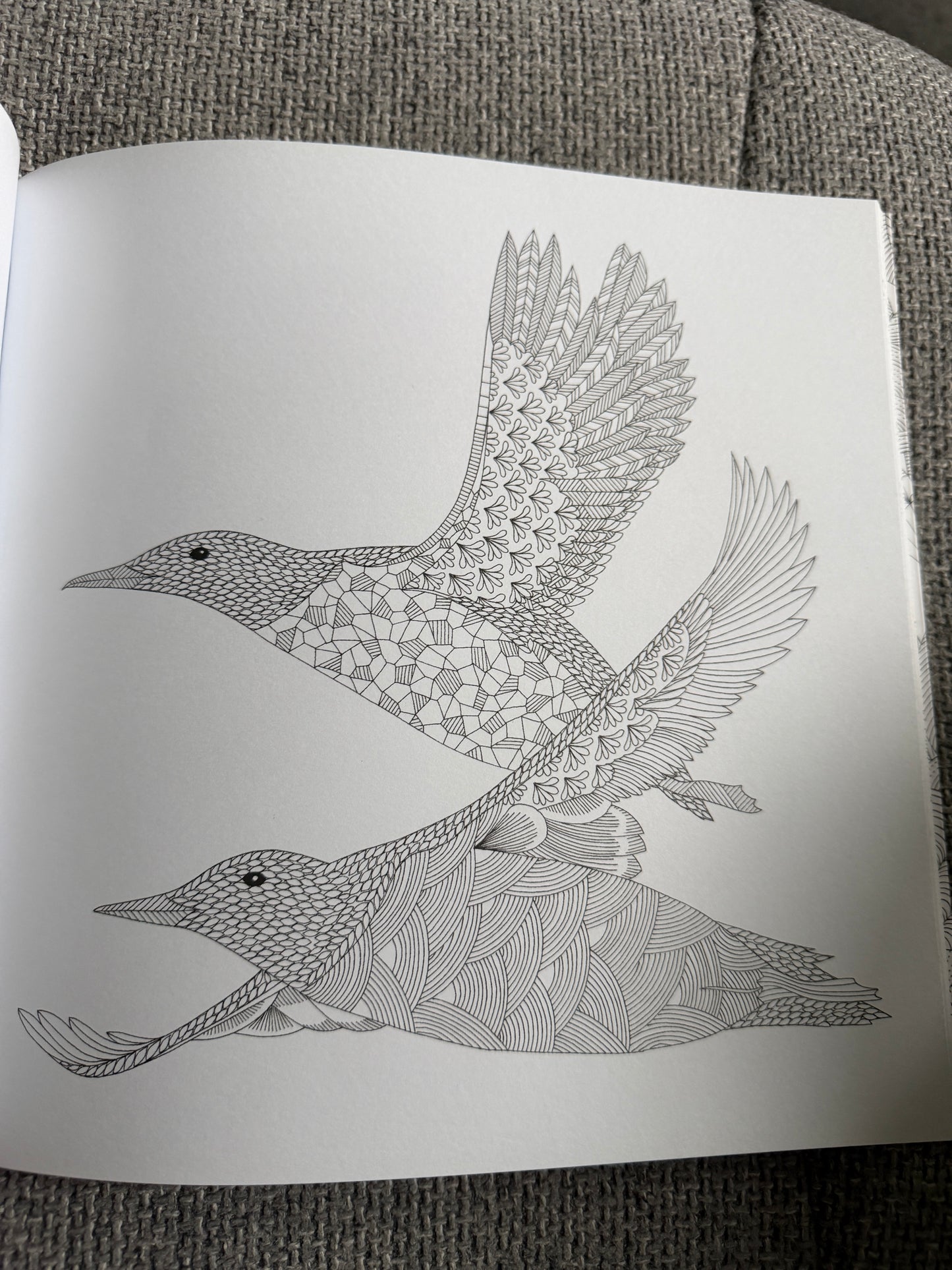 2014 Millie Marotta’s Animal Kingdom A Colouring Book Adventure (As new) Batsford