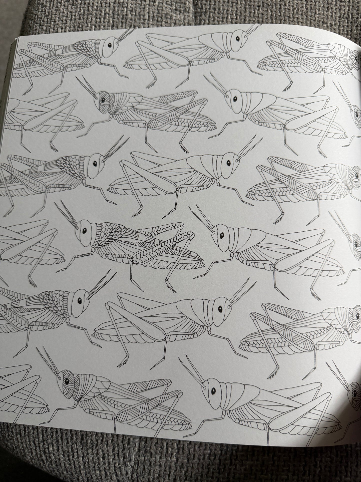 2014 Millie Marotta’s Animal Kingdom A Colouring Book Adventure (As new) Batsford