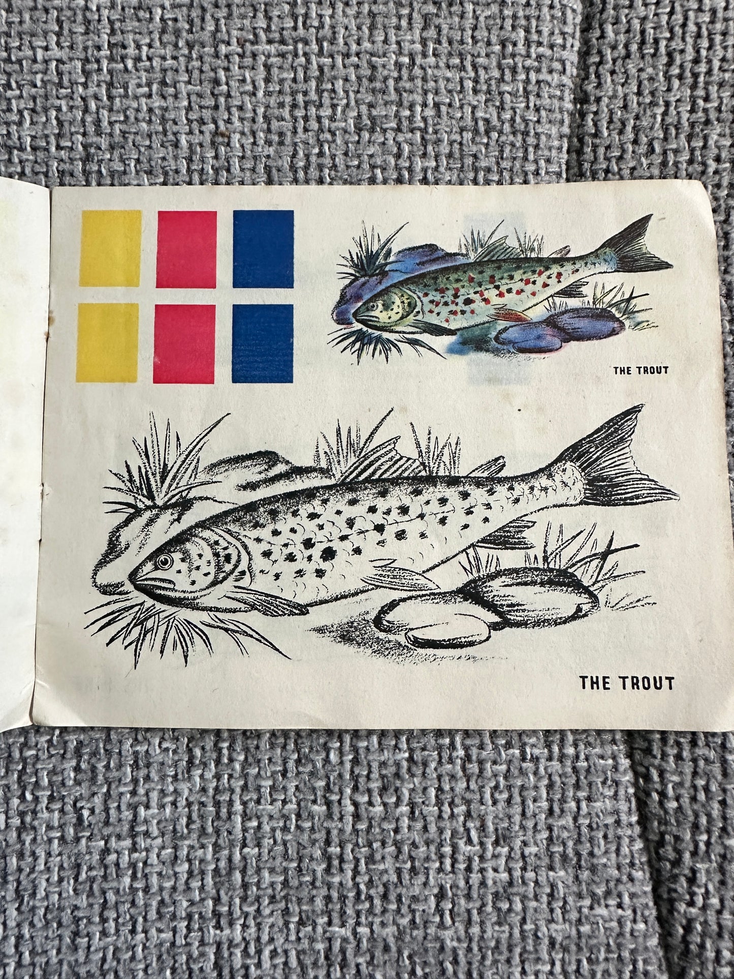 1950’s Colourix Painting Book(Fish Studies) Collins Adprint