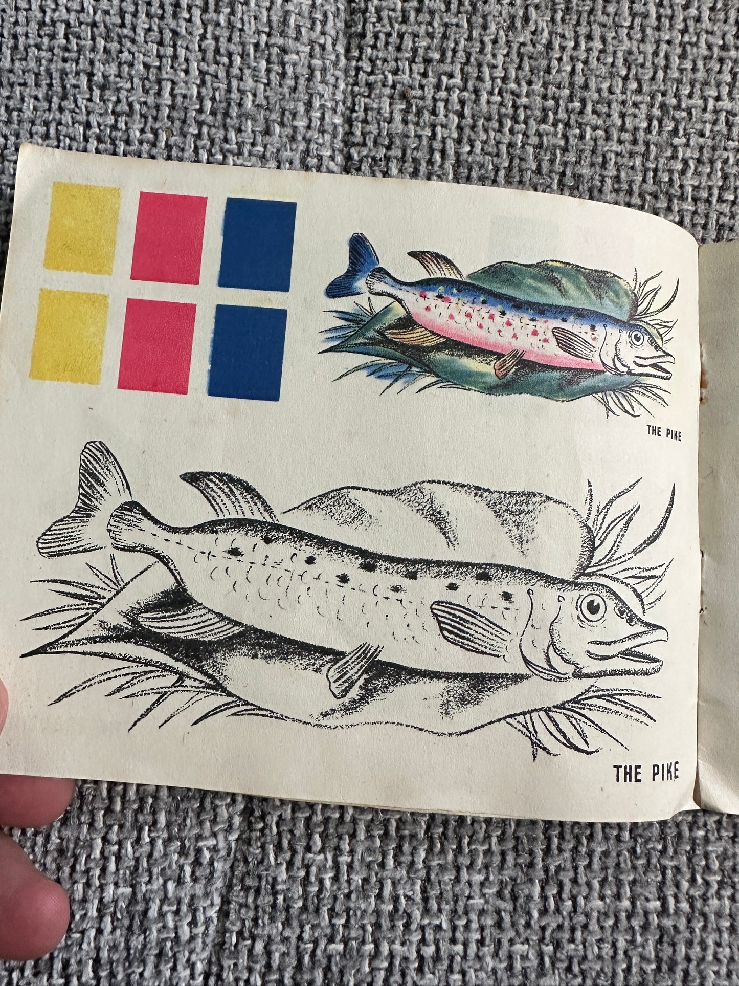 1950’s Colourix Painting Book(Fish Studies) Collins Adprint