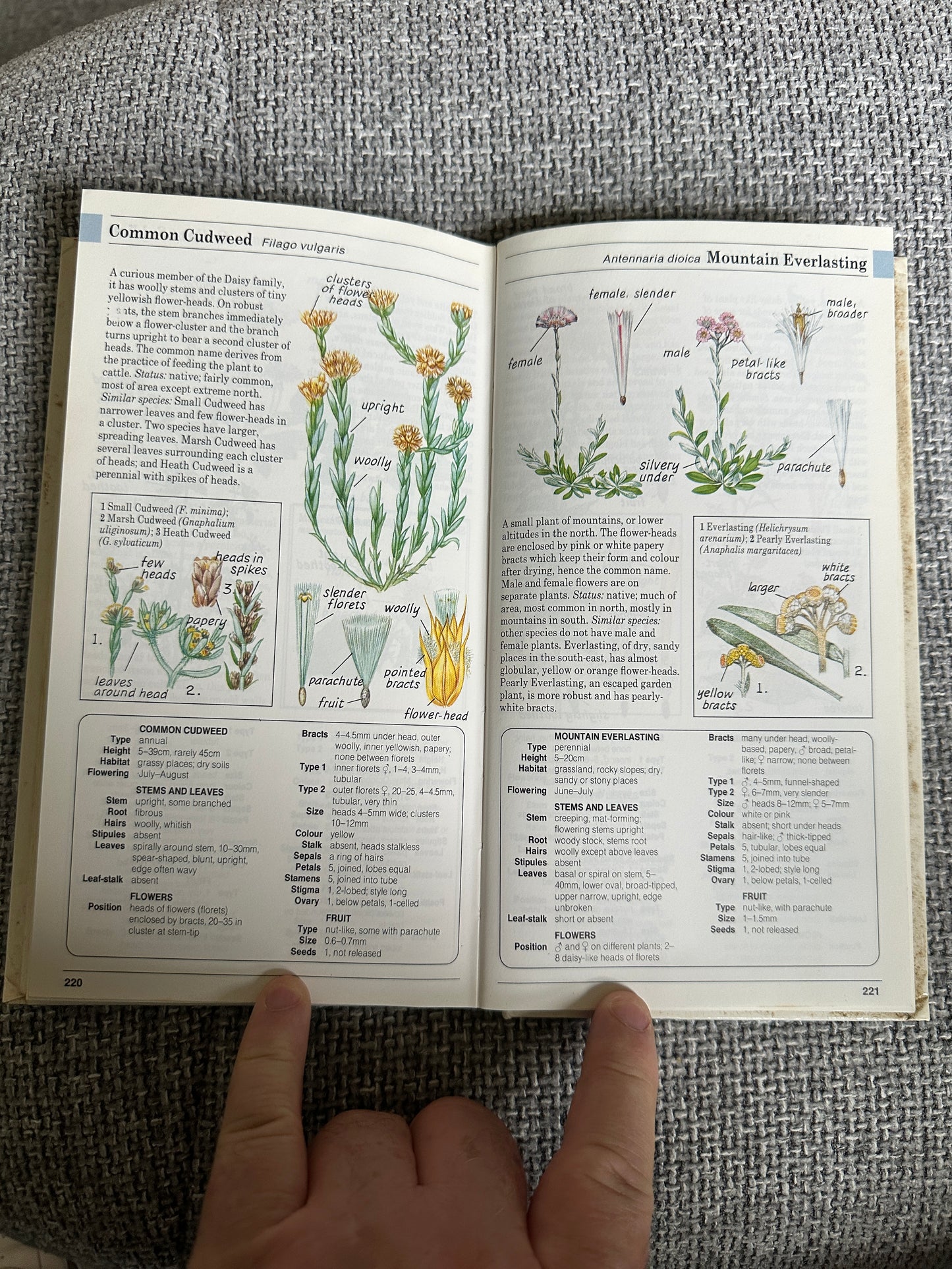 1988 Field Guide To The Wild Flowers Of Britain & Northern Europe - David Sutton(Illust Peter Chesterton, John Davis & Colin Emberson) Parragon