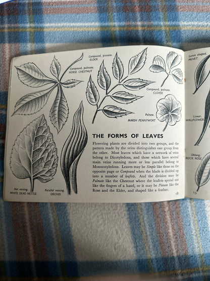 1946*1st* The Story Of Plant Life(Puffin Picture Book No58) Isabel Alexander