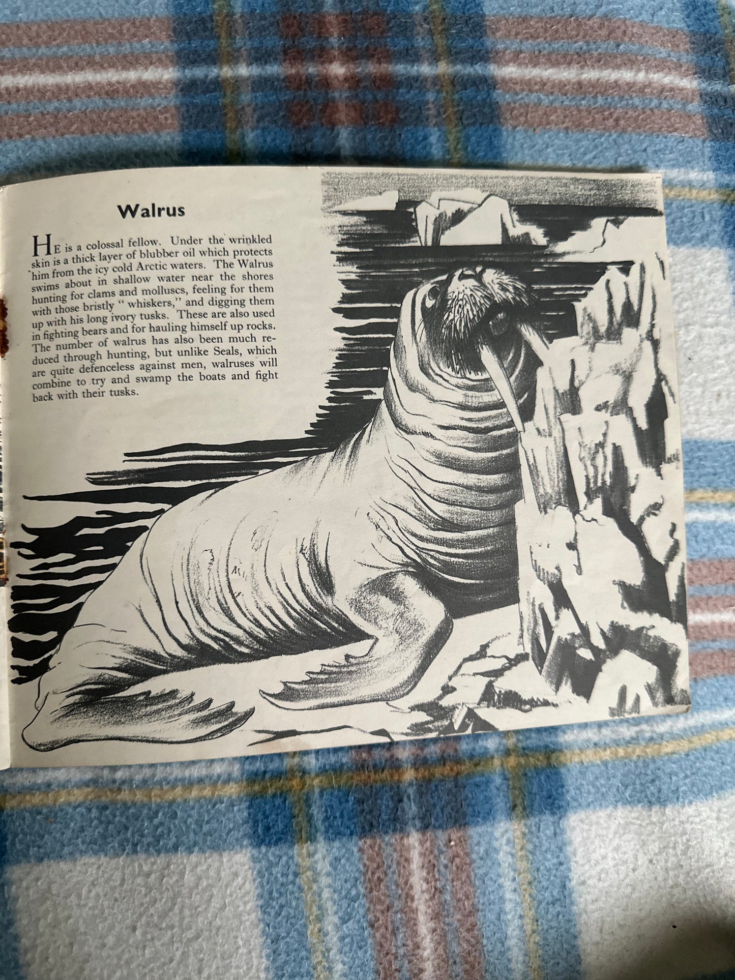 1942 Animals Of North America - Arnrid Johnston(Puffin Picture Book 28)