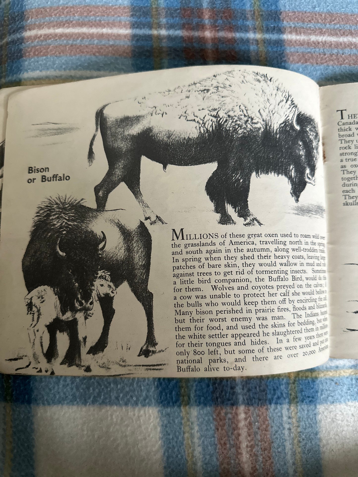 1942 Animals Of North America - Arnrid Johnston(Puffin Picture Book 28)
