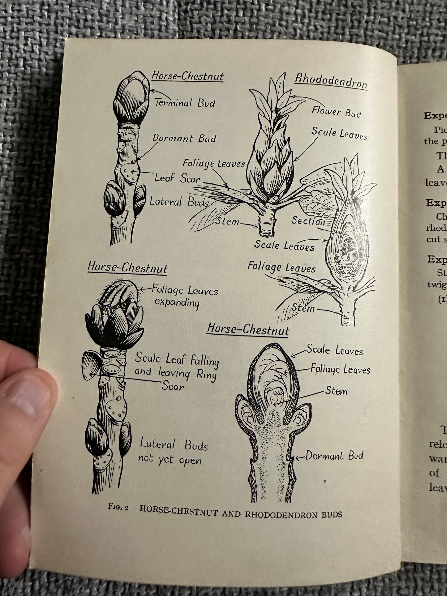 1930’s Practical Biology - John Mason(McDougalls Edicational Coy Ltd.