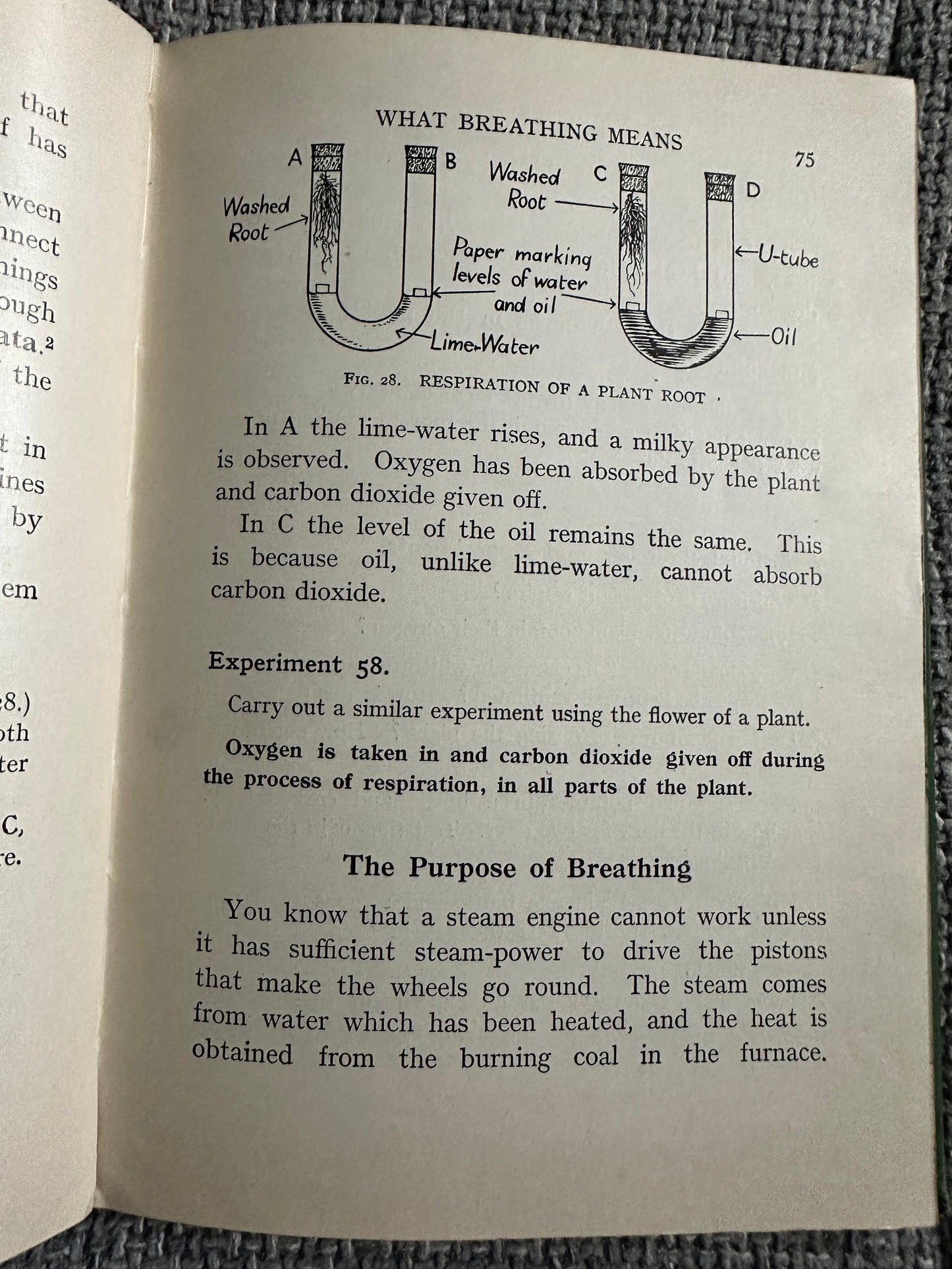 1930’s Practical Biology - John Mason(McDougalls Edicational Coy Ltd.