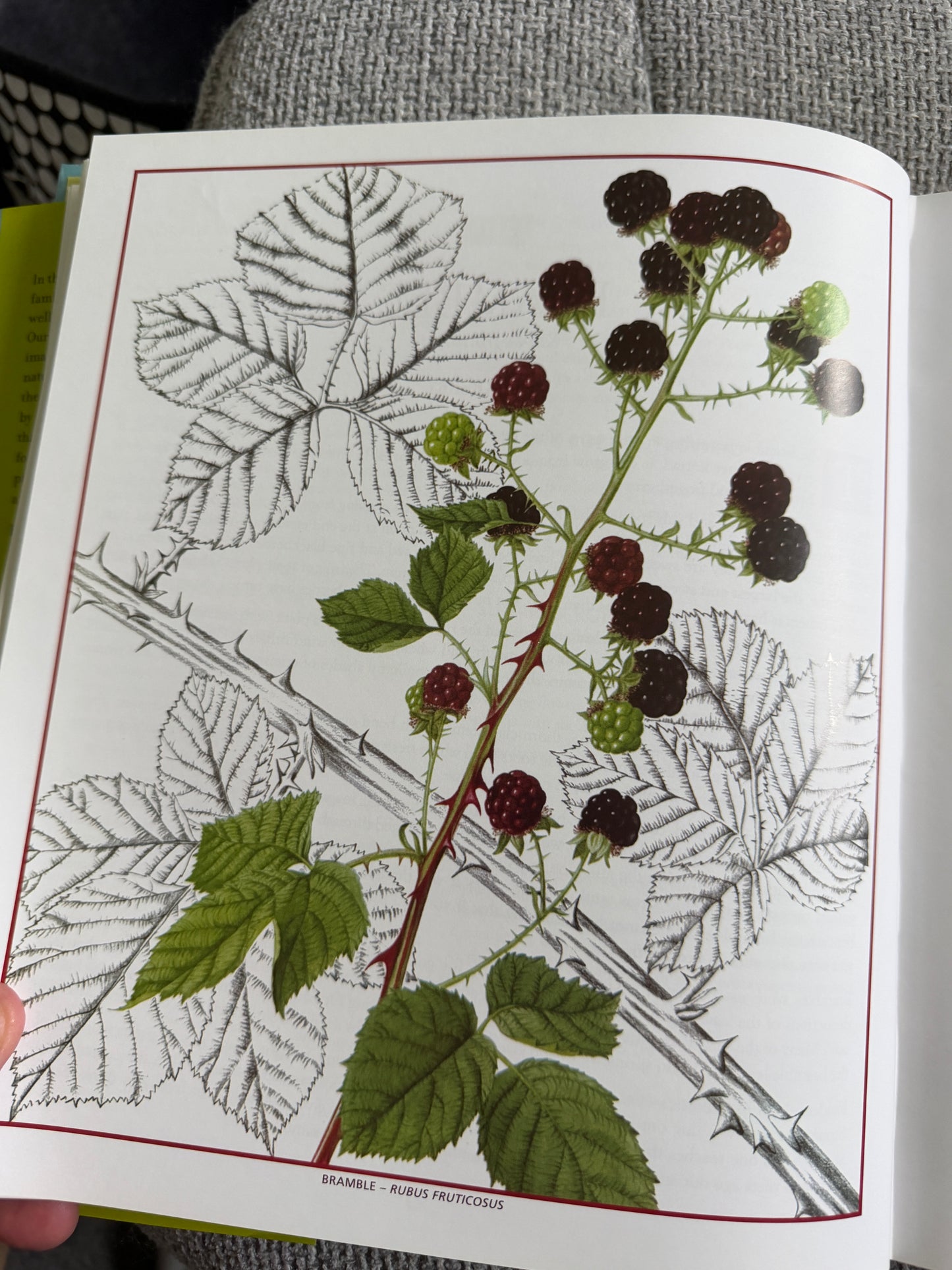 2010 Edible Wild Plants & Herbs - Pamela Michael (Christabel King painting) Grub Street Publisher