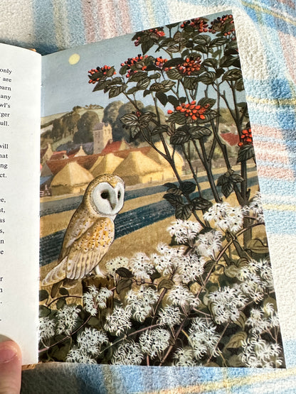 1960’s What To Look For In Autumn(Series 536) Ladybird(Grant Watson Illust C. F. Tunnicliffe) Wills & Hepworth