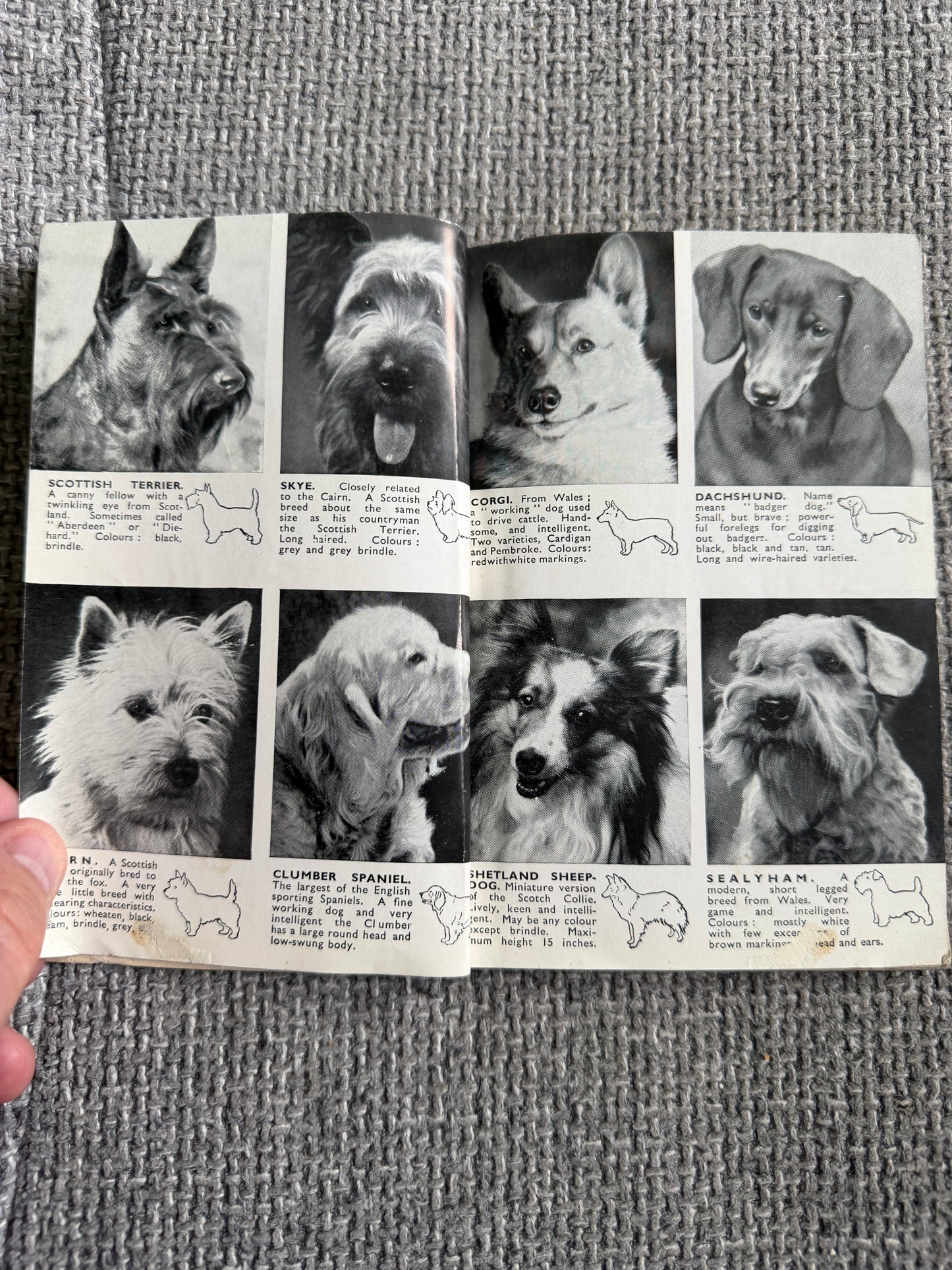 1950’s Bob Martin’s Dog Book 29th Edition(Bob Martin, Southport)