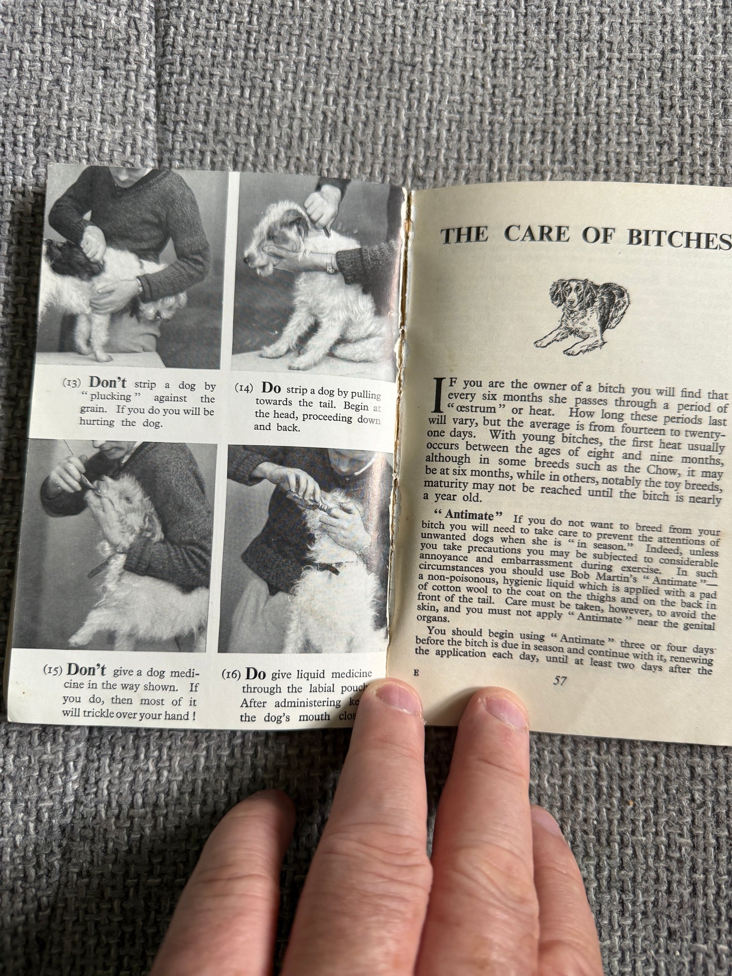 1950’s Bob Martin’s Dog Book 29th Edition(Bob Martin, Southport)