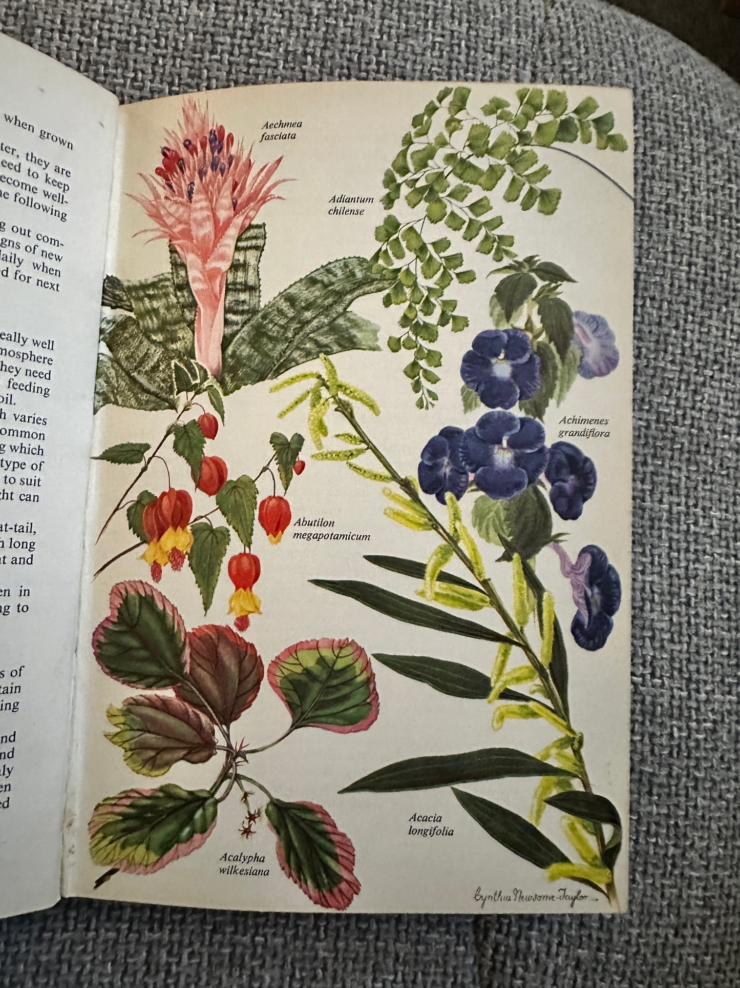 1962*1st* Greenhouse Plants In Colour - J. S. Dakers (W.H. & L. Collingridge Ltd)