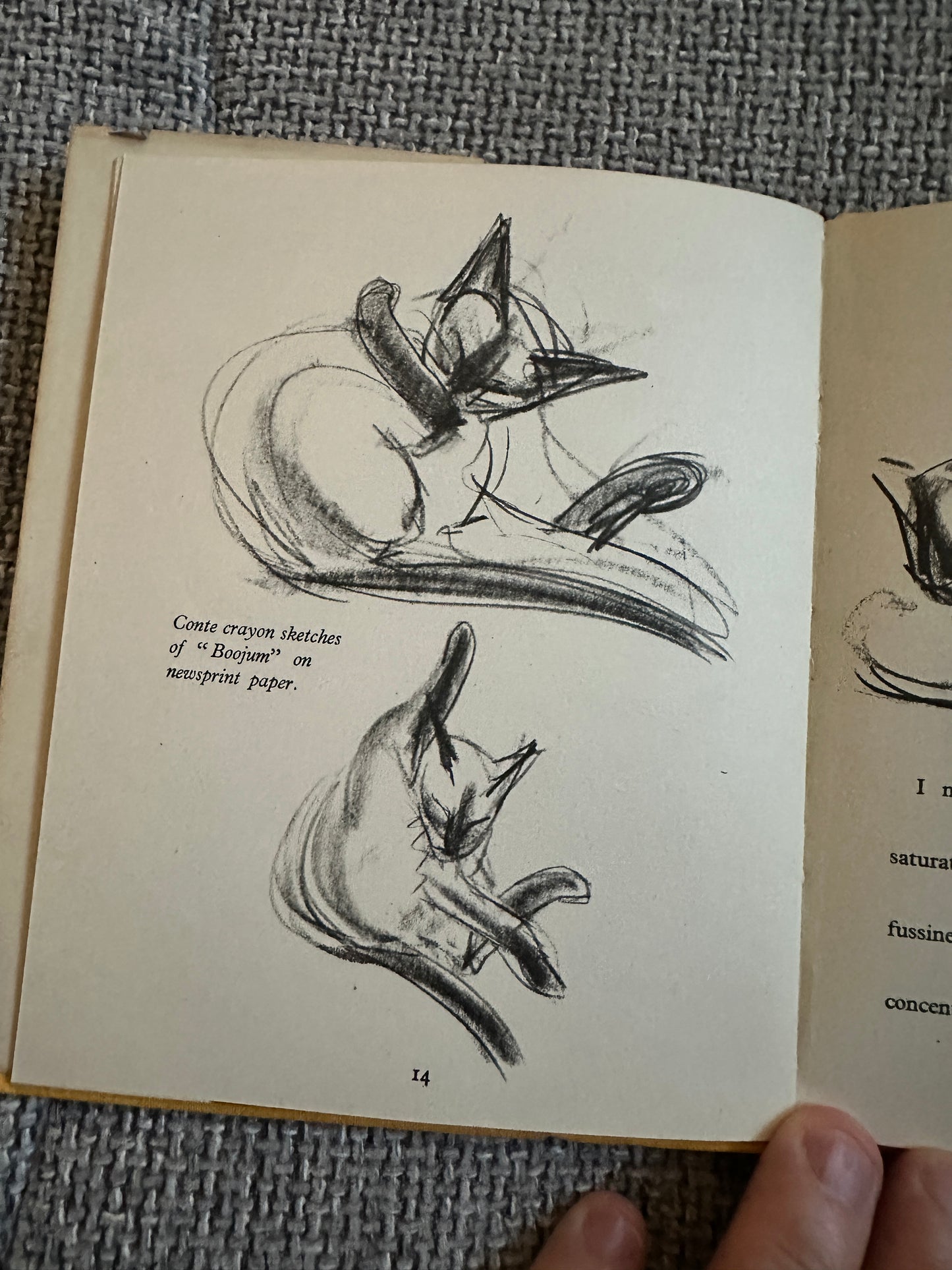 1940*1st* Drawing A Cat - Clare Turlay Newberry(intro Thomas Craven) The Studio