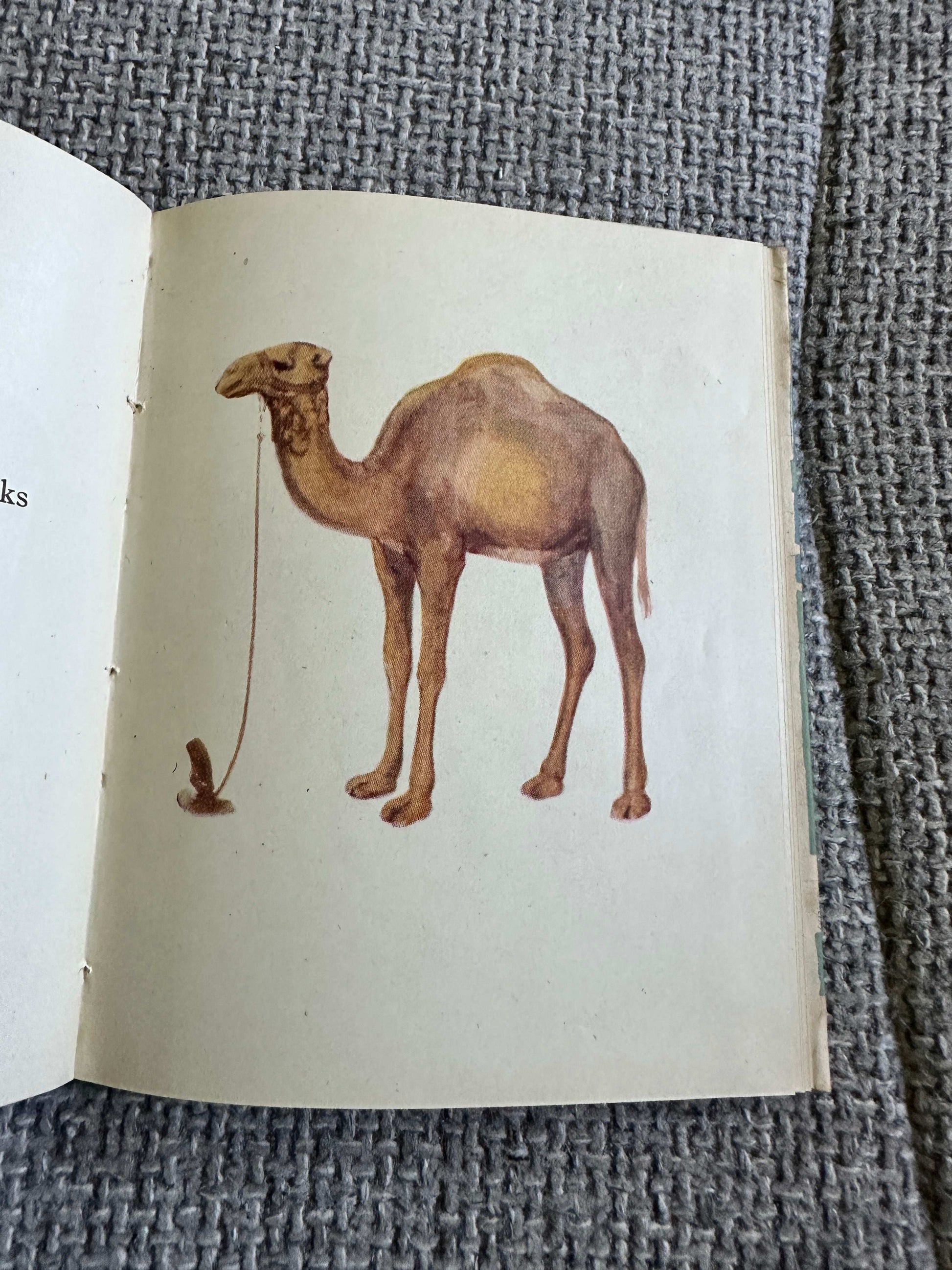 1949*1st* Jameel & His Friends: A Story Of Palestine 🇵🇸- Winifred Barnard (Elsie Anna Wood & D. Roberts Illust) Edinburgh House Press