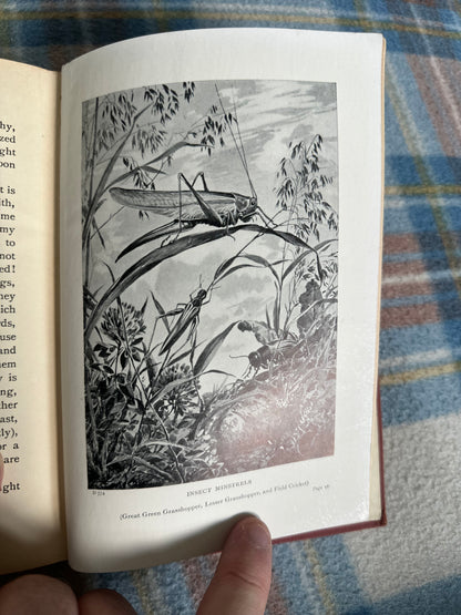 1920’s Insect Ways On Summer Days - Jennett Humphreys(The Gresham Publishing Company)