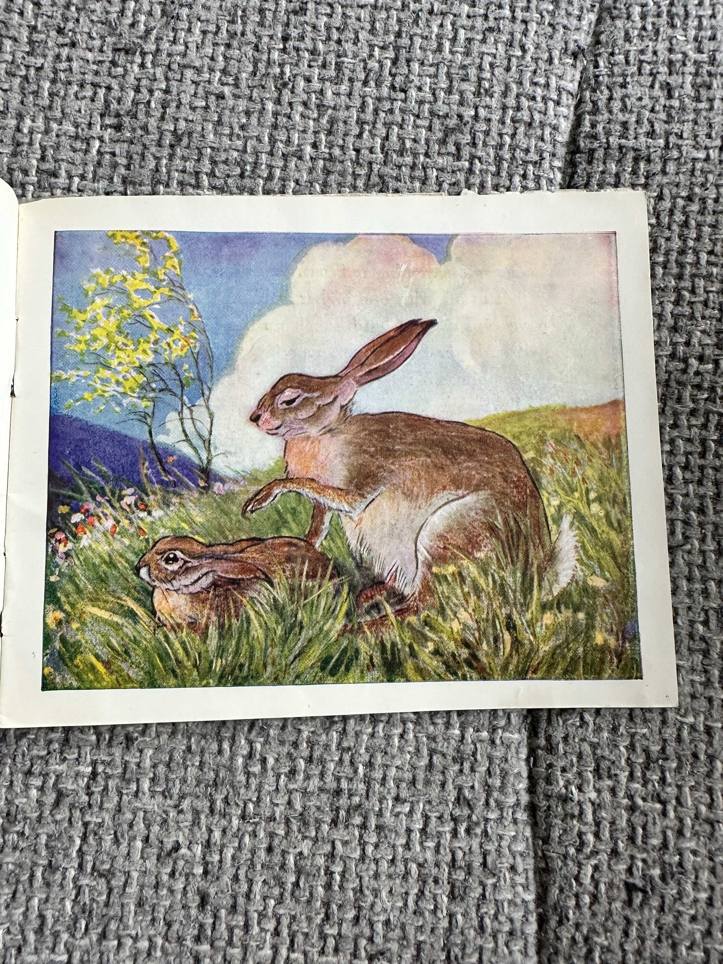 1946 The Story Of Little Jacky Hare (Chummy Book) Maud Morin (Illust Ernest Aris) Valentine & Sons Ltd