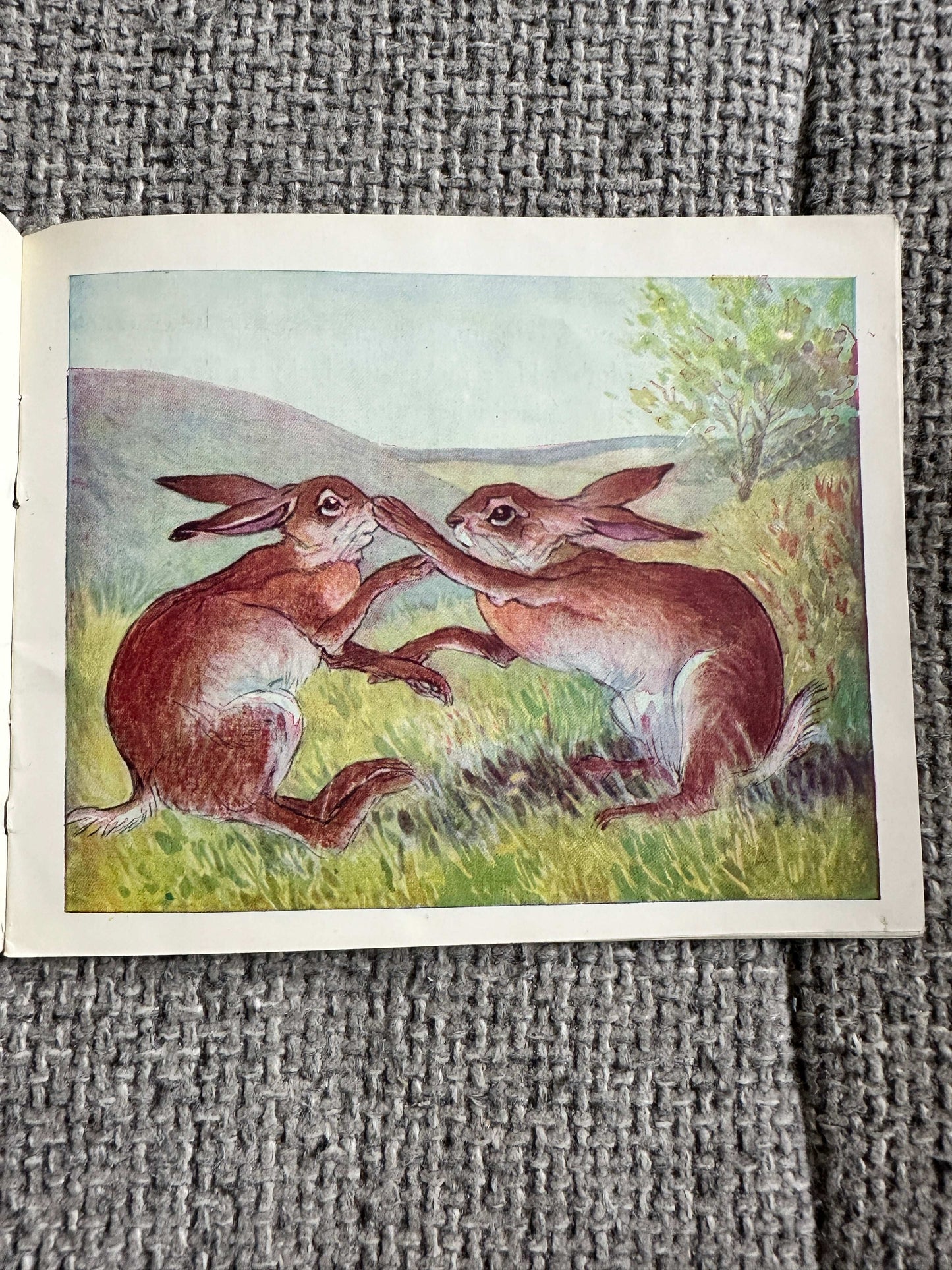 1946 The Story Of Little Jacky Hare (Chummy Book) Maud Morin (Illust Ernest Aris) Valentine & Sons Ltd
