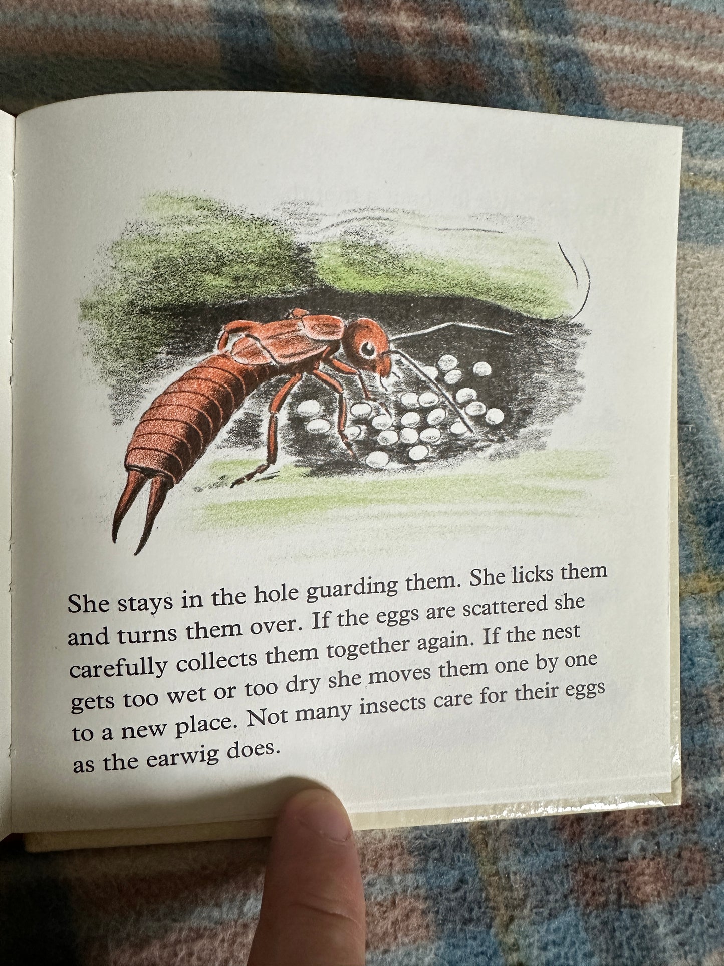 1966 Ladybird, Butterfly & Earwig(Stand & Stare Book 2)- Phyllis Ladyman(Methuen)