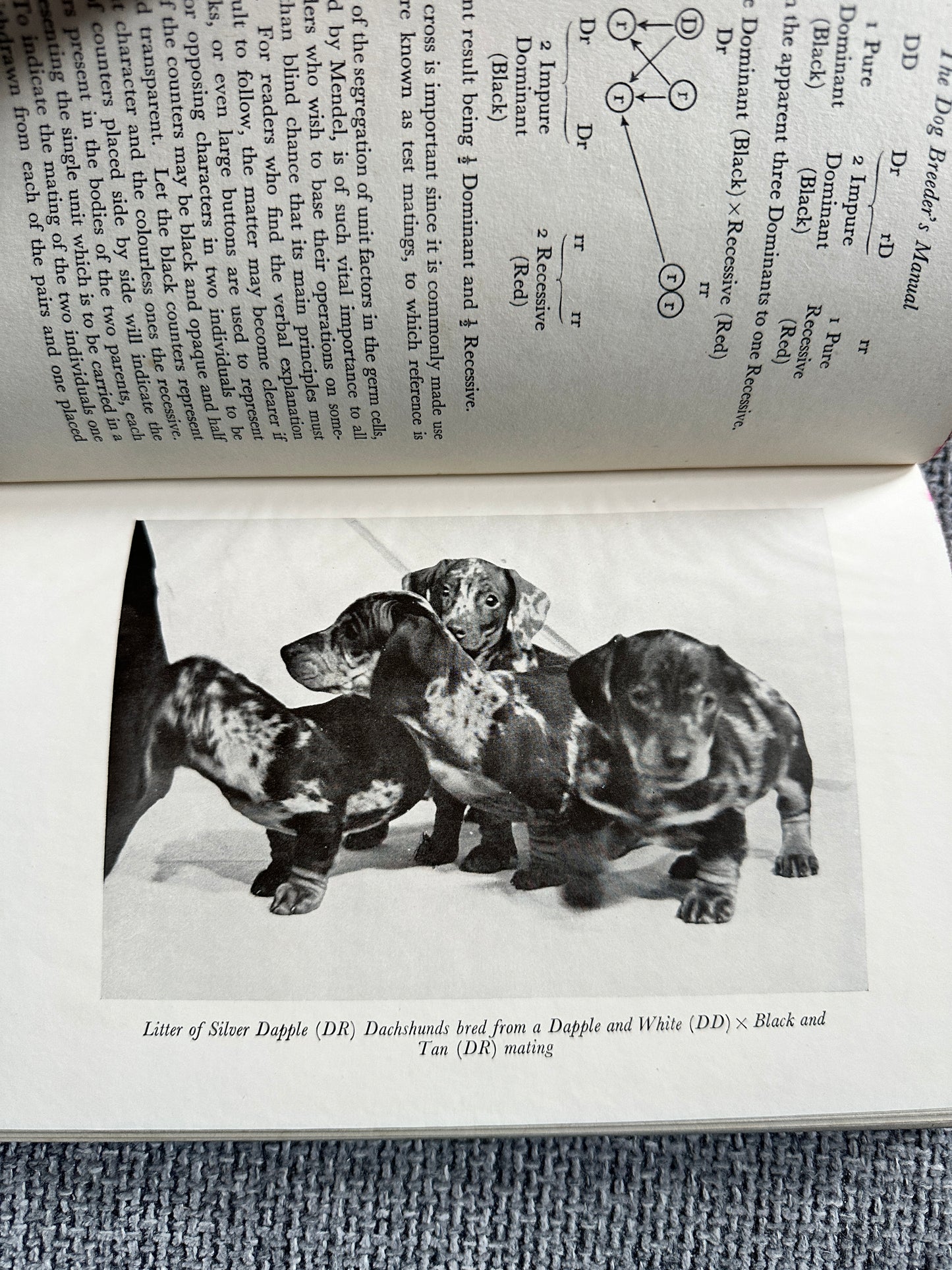 1951*1st* The Dog Breeder’s Manual - Eric Fitch Dalglish(Dent)