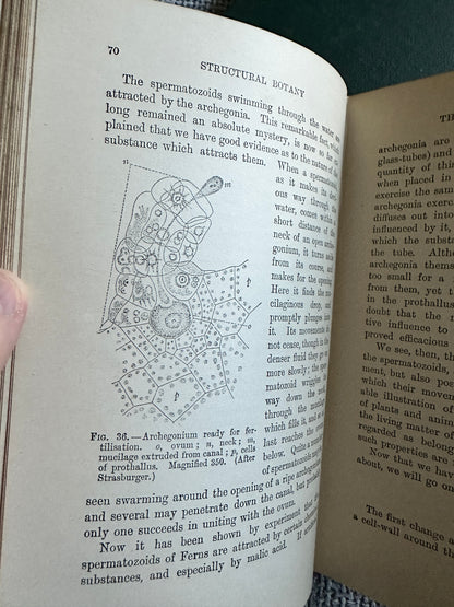 1909 & 1912 Structural Botany(Flowerless & Flowering Plants) Durkinfield Henry Scott(Adam & Charles Publisher)