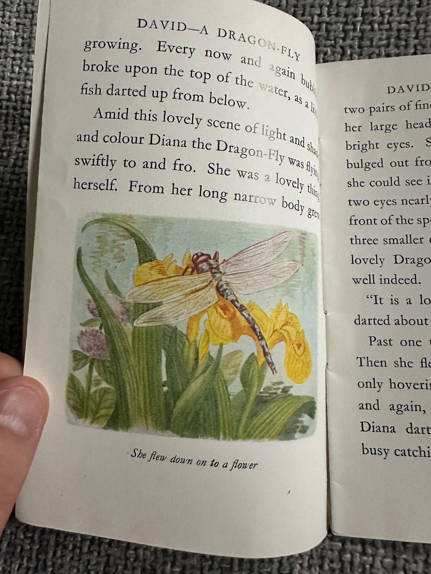 1950’s David A Dragonfly- Cecily M. Rutley(B. Butler Illust) Frederick Warne & Co Ltd.