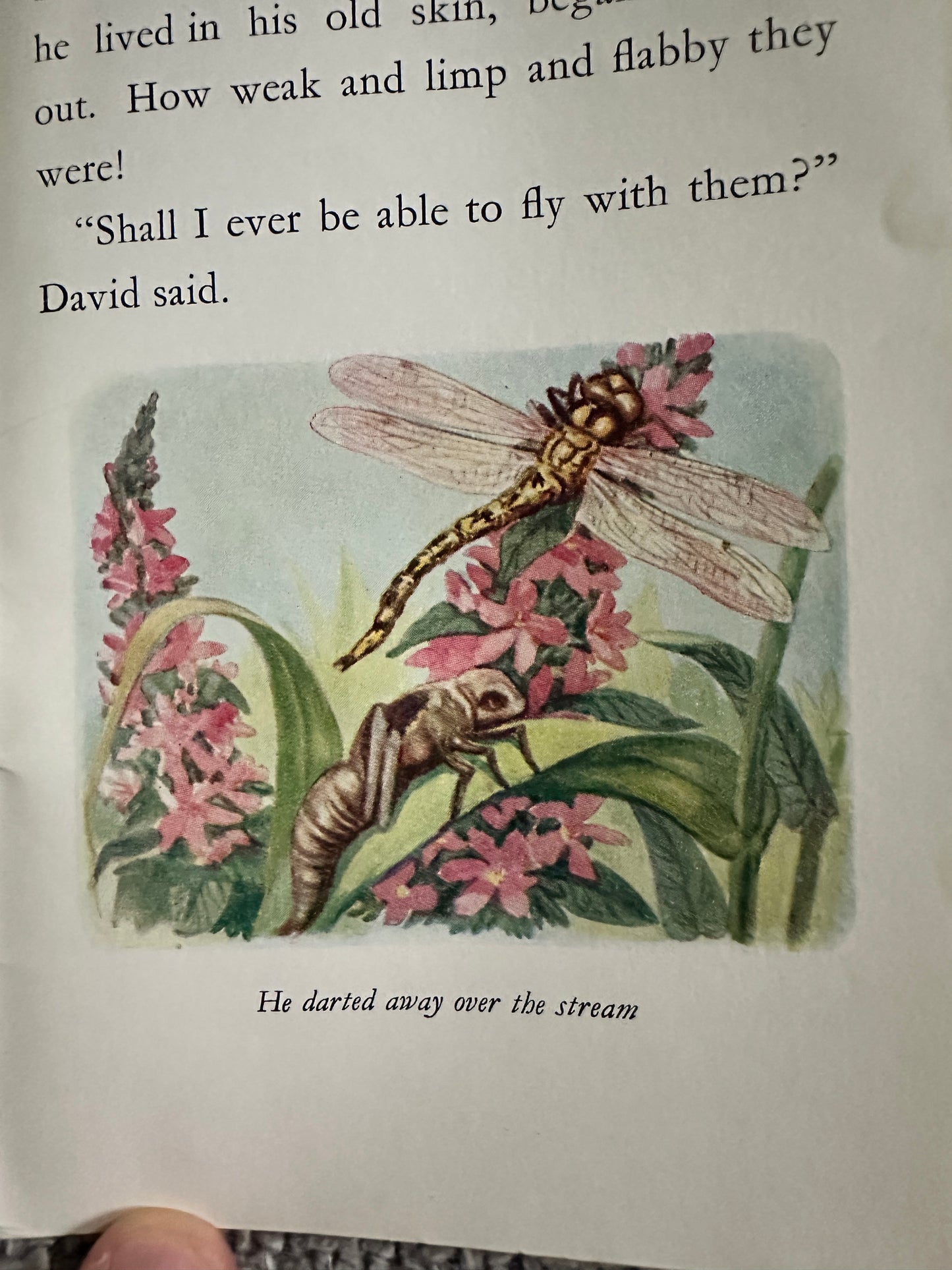 1950’s David A Dragonfly- Cecily M. Rutley(B. Butler Illust) Frederick Warne & Co Ltd.