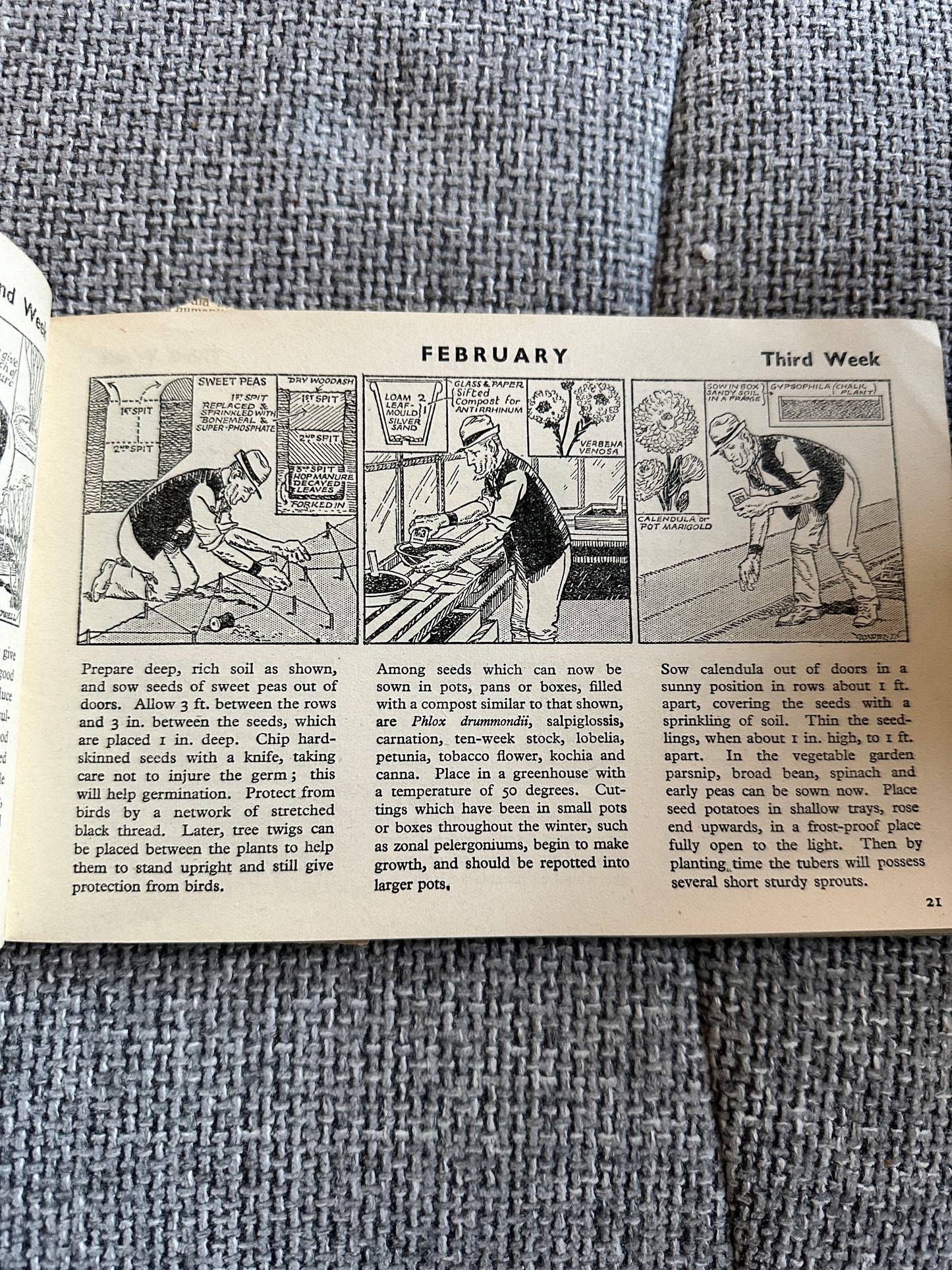 1946 Adam The Gardener - Cyril Cowell(The Sunday Express)