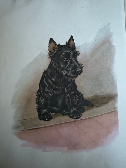 1957*1st* MacGregor The Little Black Scottie - Dorothy K. L’Hommedieu(Marguerite Kirmse illustration) Robert Hale Ltd