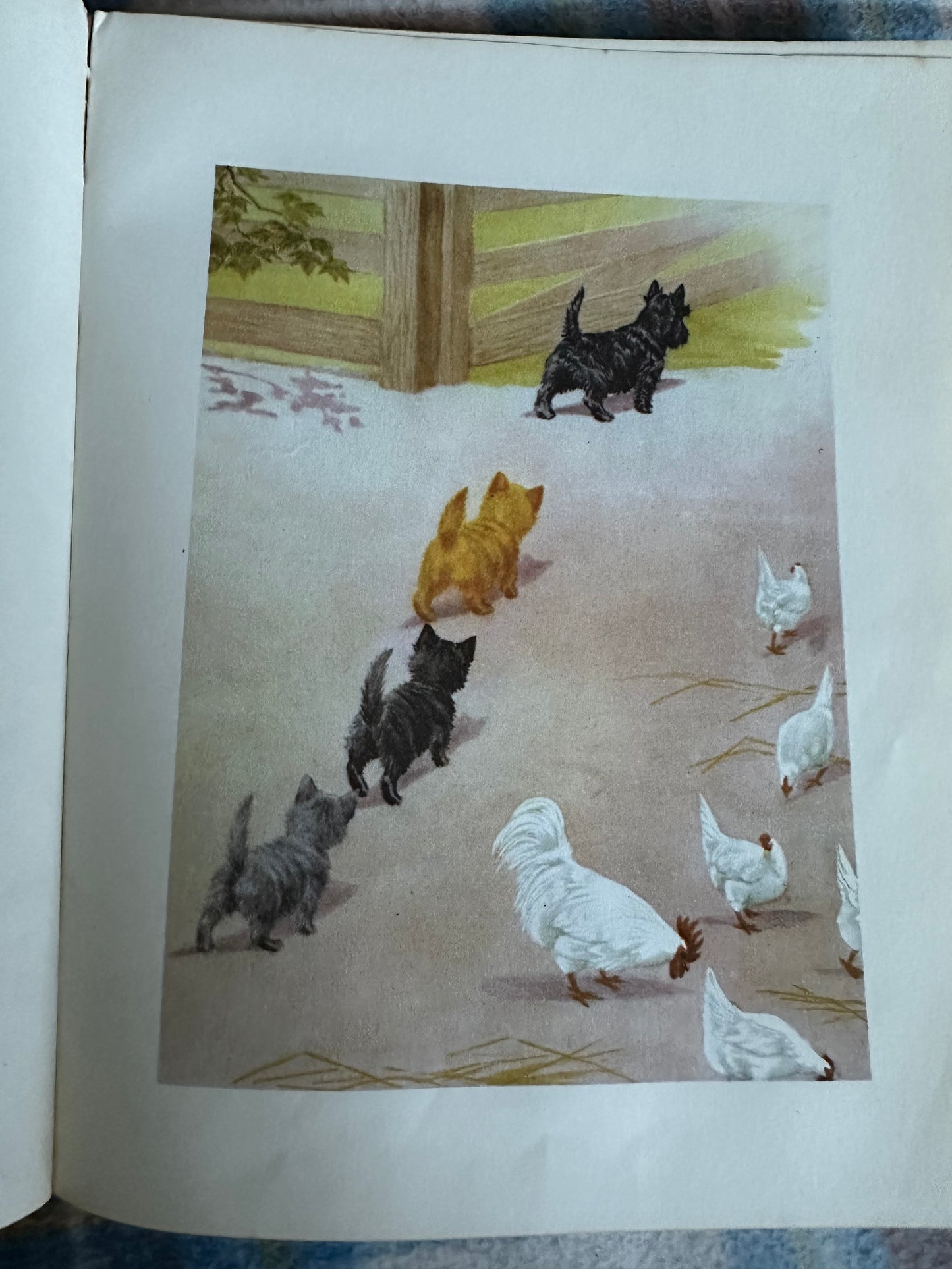 1957*1st* MacGregor The Little Black Scottie - Dorothy K. L’Hommedieu(Marguerite Kirmse illustration) Robert Hale Ltd