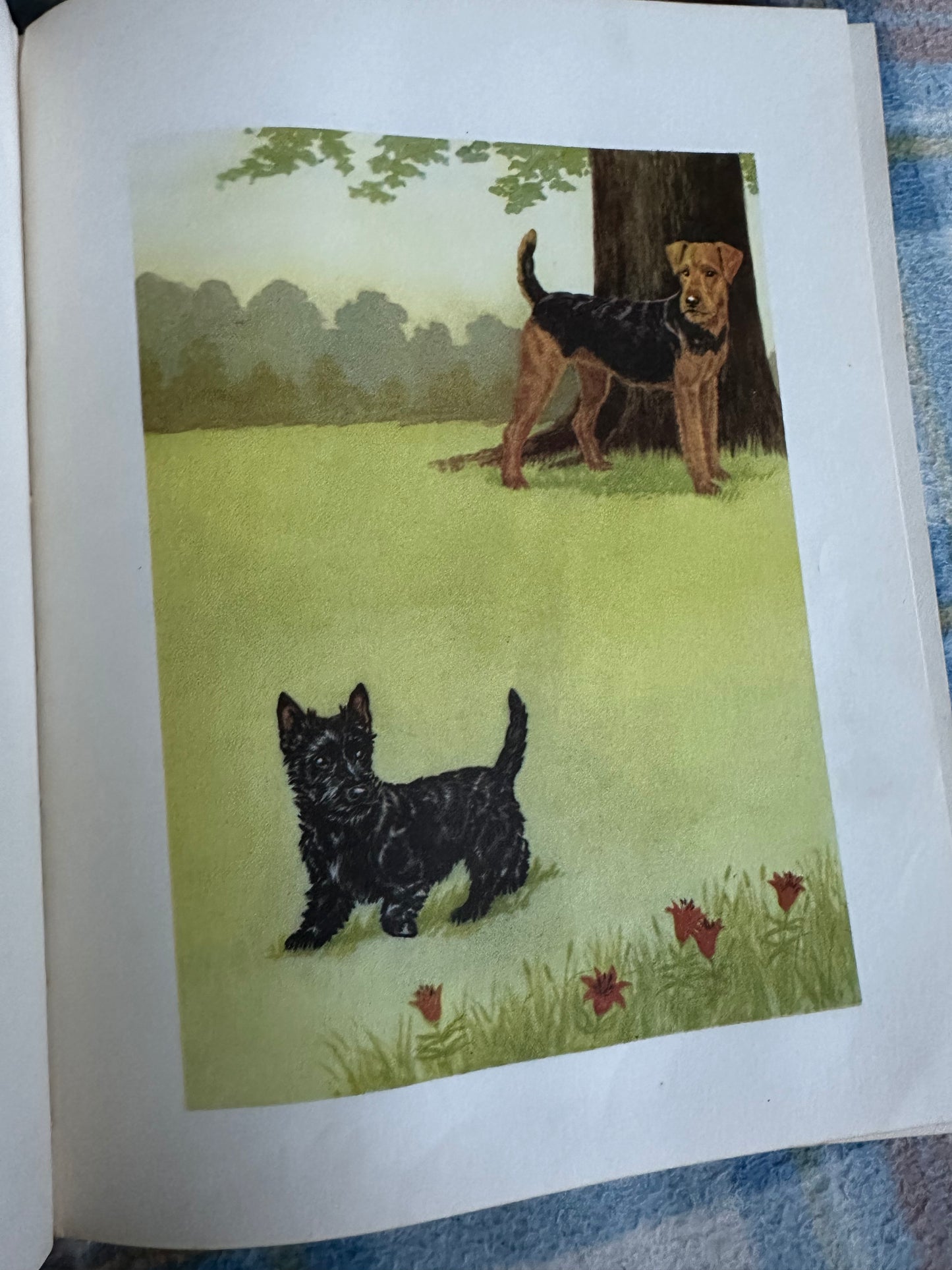 1957*1st* MacGregor The Little Black Scottie - Dorothy K. L’Hommedieu(Marguerite Kirmse illustration) Robert Hale Ltd