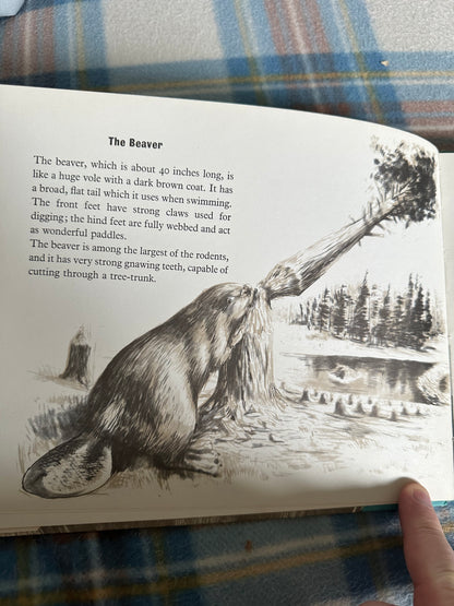 1972 The Small Water Animals - Maxwell Knight(Barry Driscoll Illust)The Bodley Head