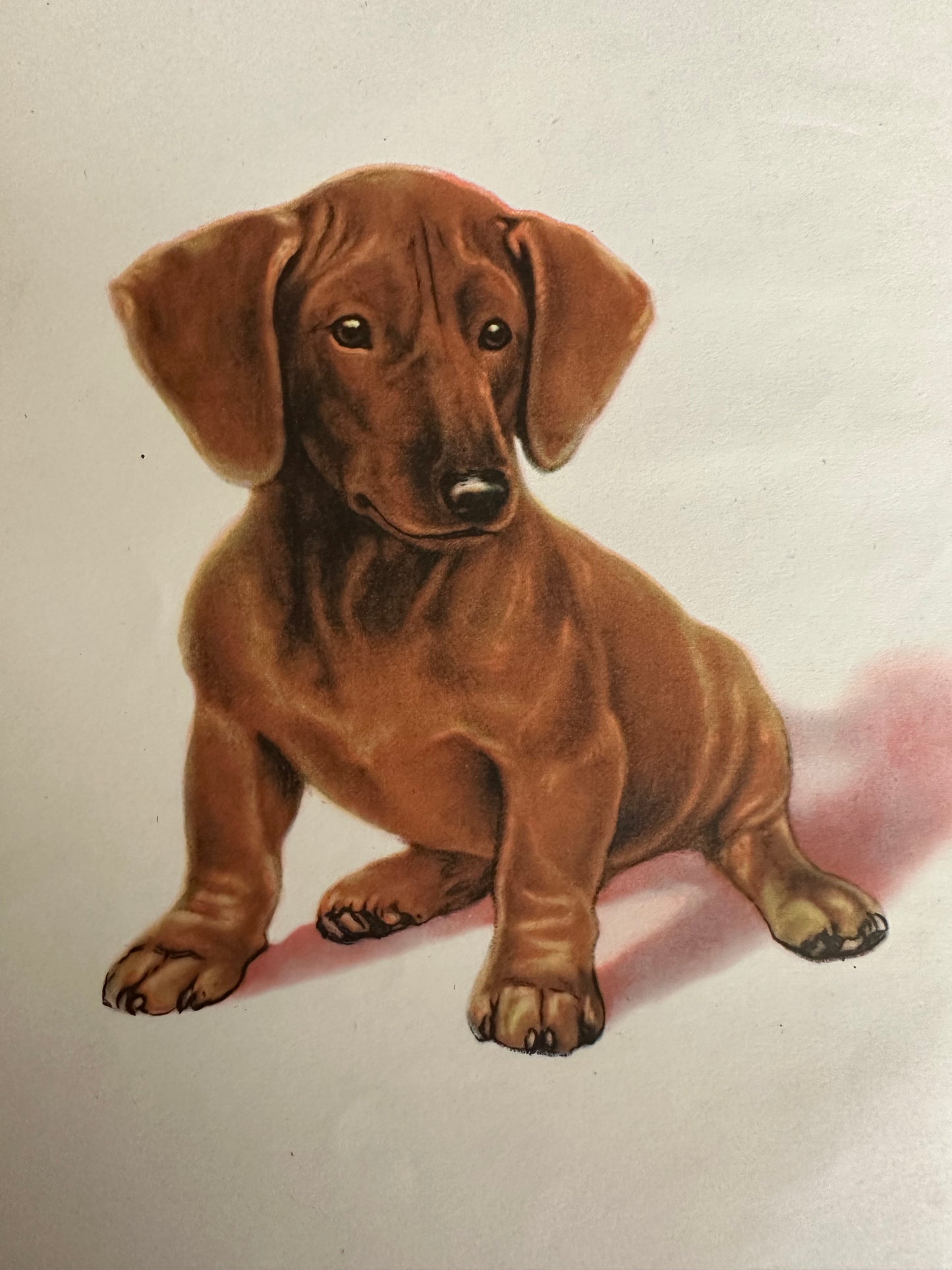 1949 Rusty The Little Red Dachshund - Dorothy L’Hommedieu(Marguerite Kirmse illustration)Robert Hale Ltd