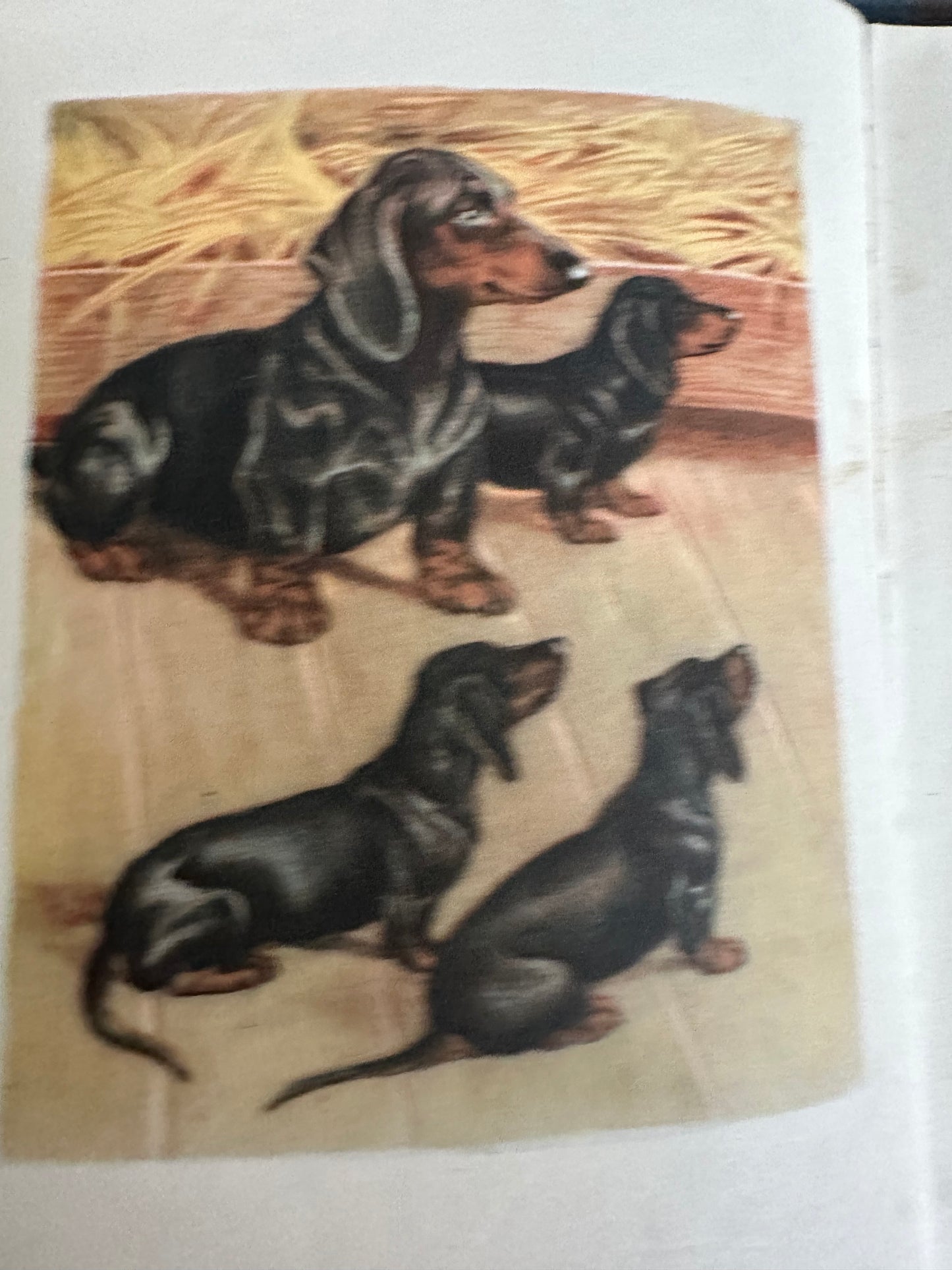 1949 Rusty The Little Red Dachshund - Dorothy L’Hommedieu(Marguerite Kirmse illustration)Robert Hale Ltd