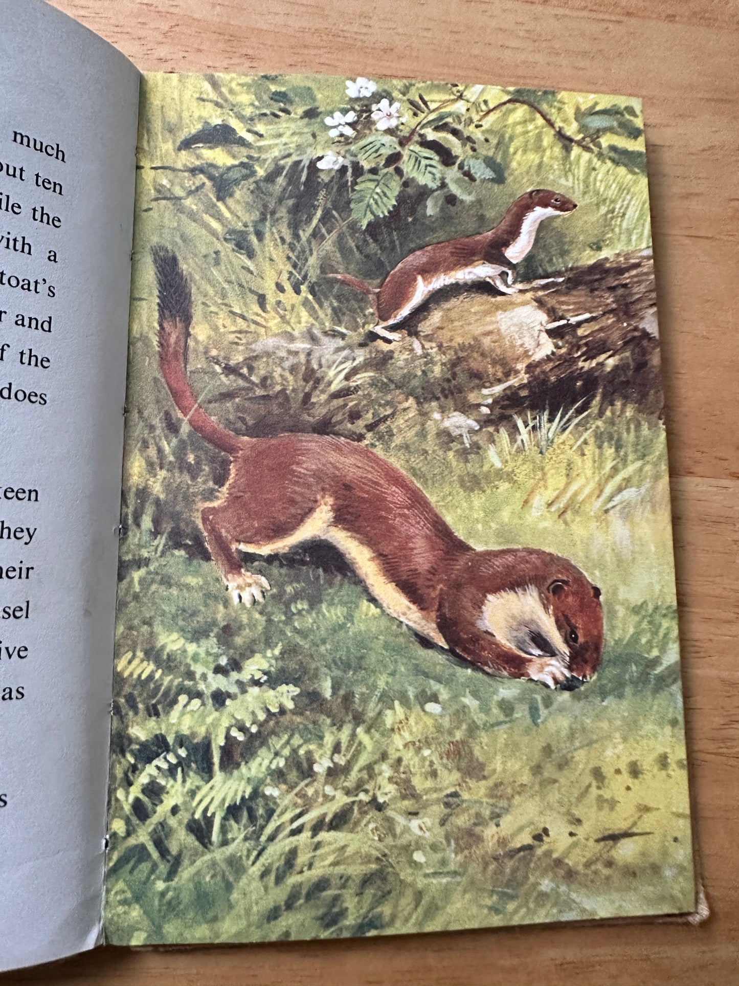 1958 British Wild Animals(Series 536 Ladybird) George Cansdale(Roland Green Illust) Wills & Hepworth