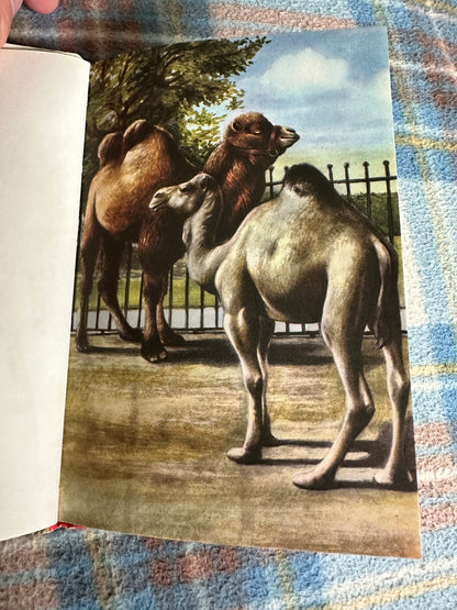 1960 The Zoo(Series 563 Ladybird) M. E. Gagg(Barry Driscoll Illust)Ladybird Books