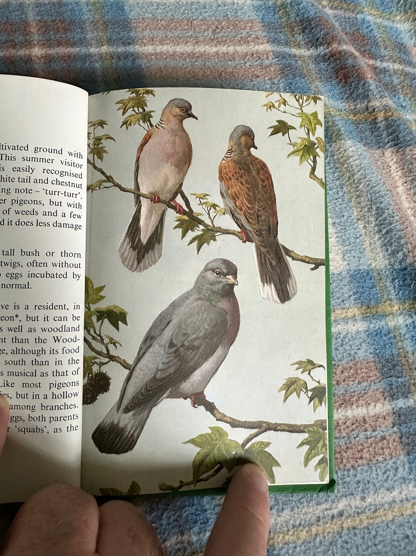 1968 Heath & Woodland Birds(Series 536) John Leigh-Pemberton(Ladybird Books)