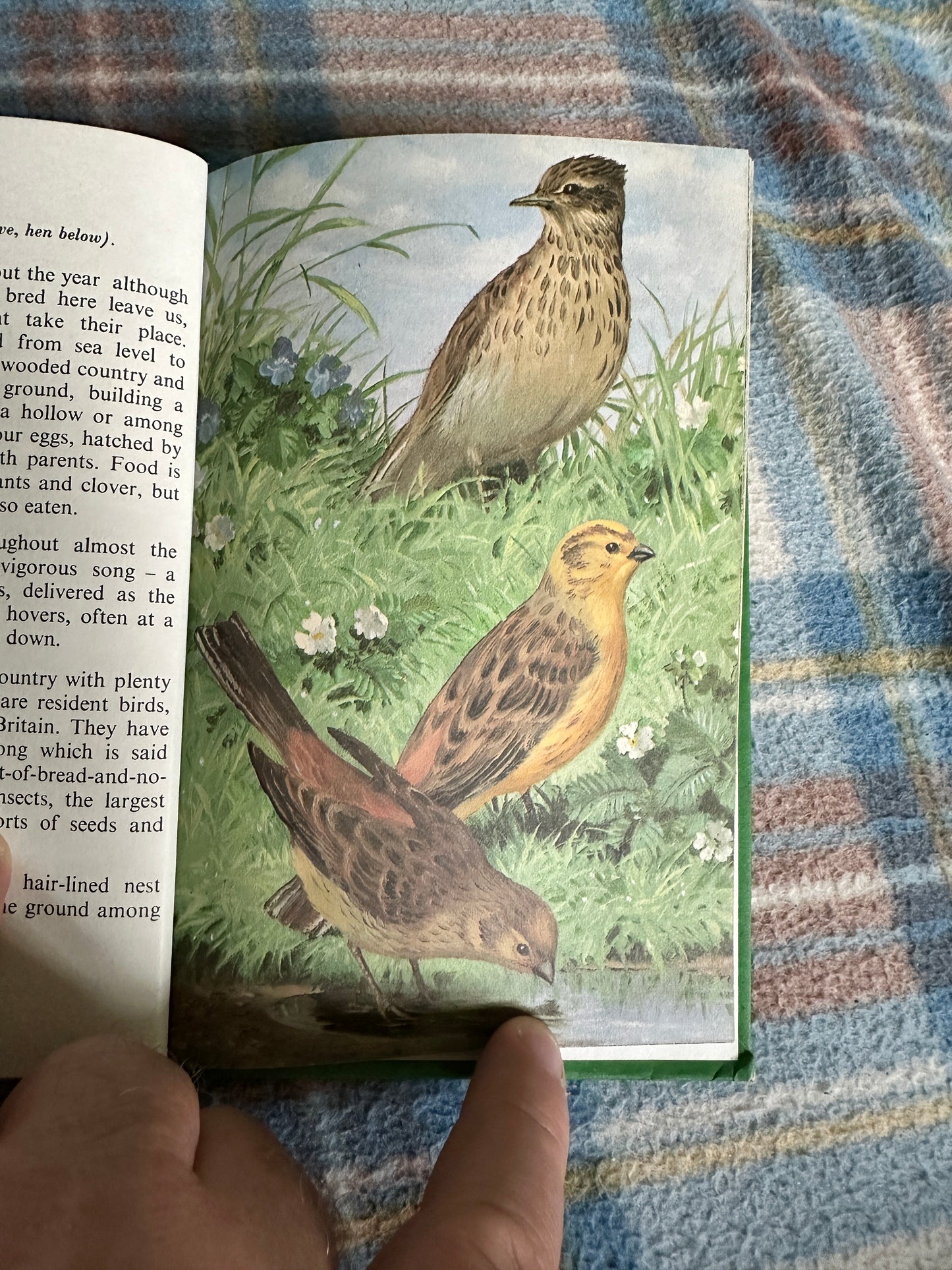 1968 Heath & Woodland Birds(Series 536) John Leigh-Pemberton(Ladybird Books)