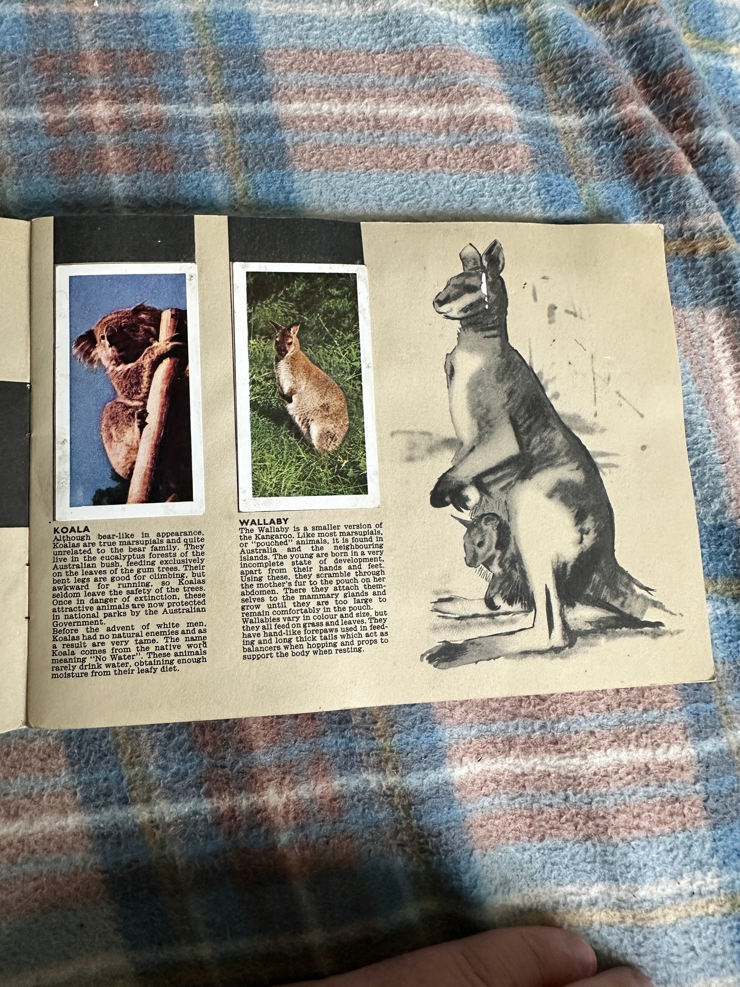 1960’s Safari - W. H. & F. J. Horniman & Co Ltd (Tea cards)