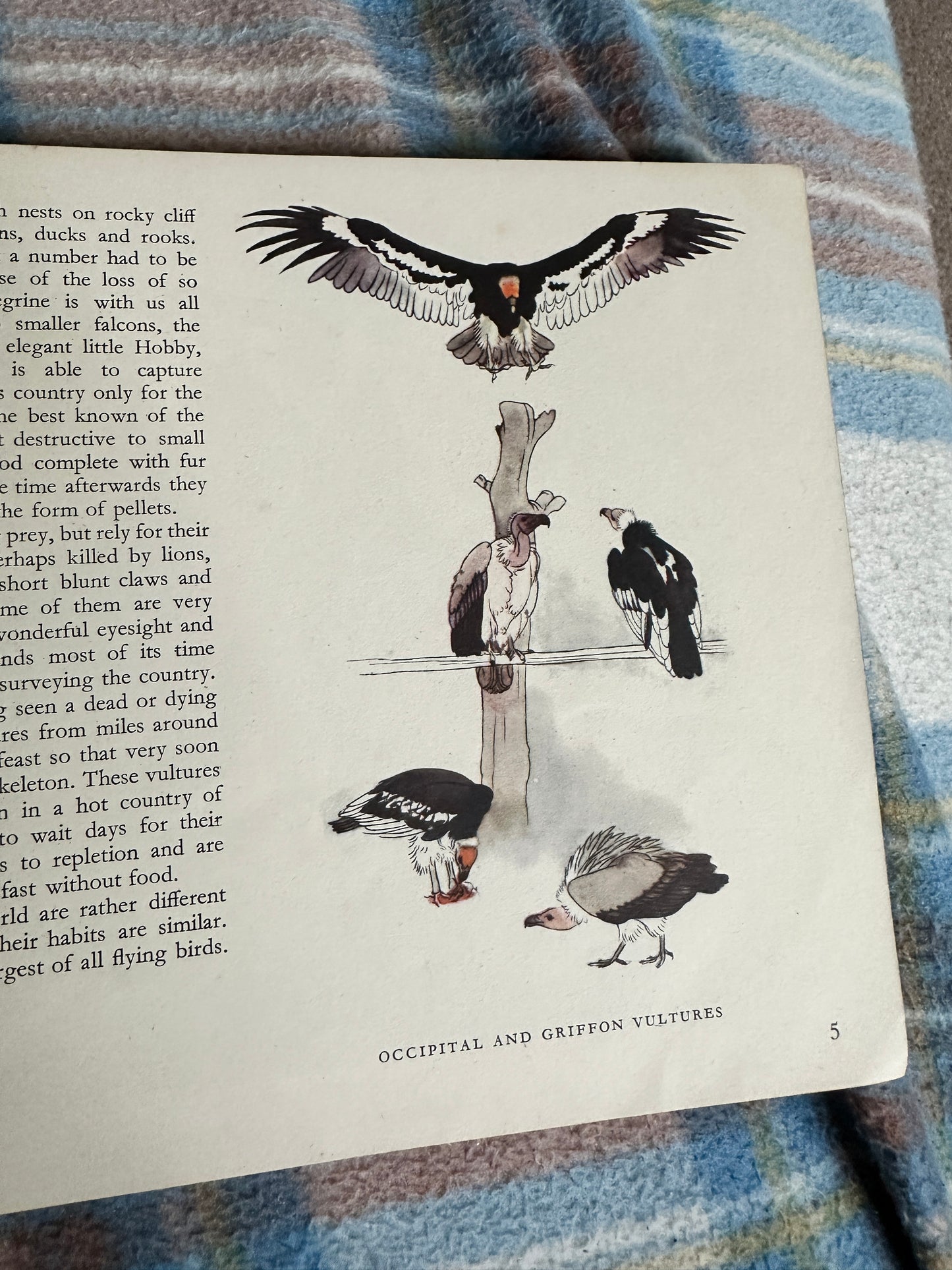 1951 Zoo Birds(Puffin Picture Book 68)David Seth Smith(Illust Maurice Wilson)