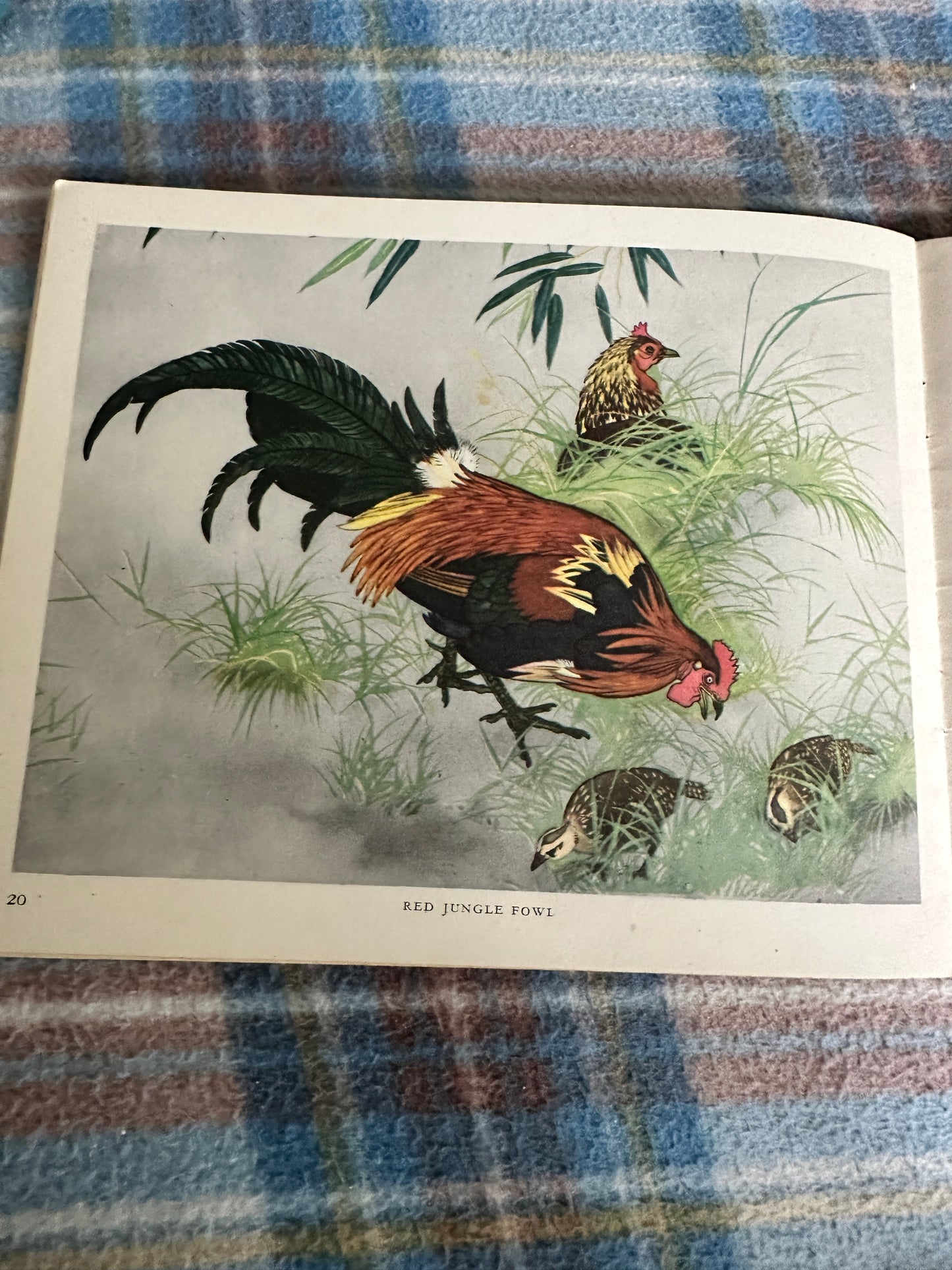 1951 Zoo Birds(Puffin Picture Book 68)David Seth Smith(Illust Maurice Wilson)